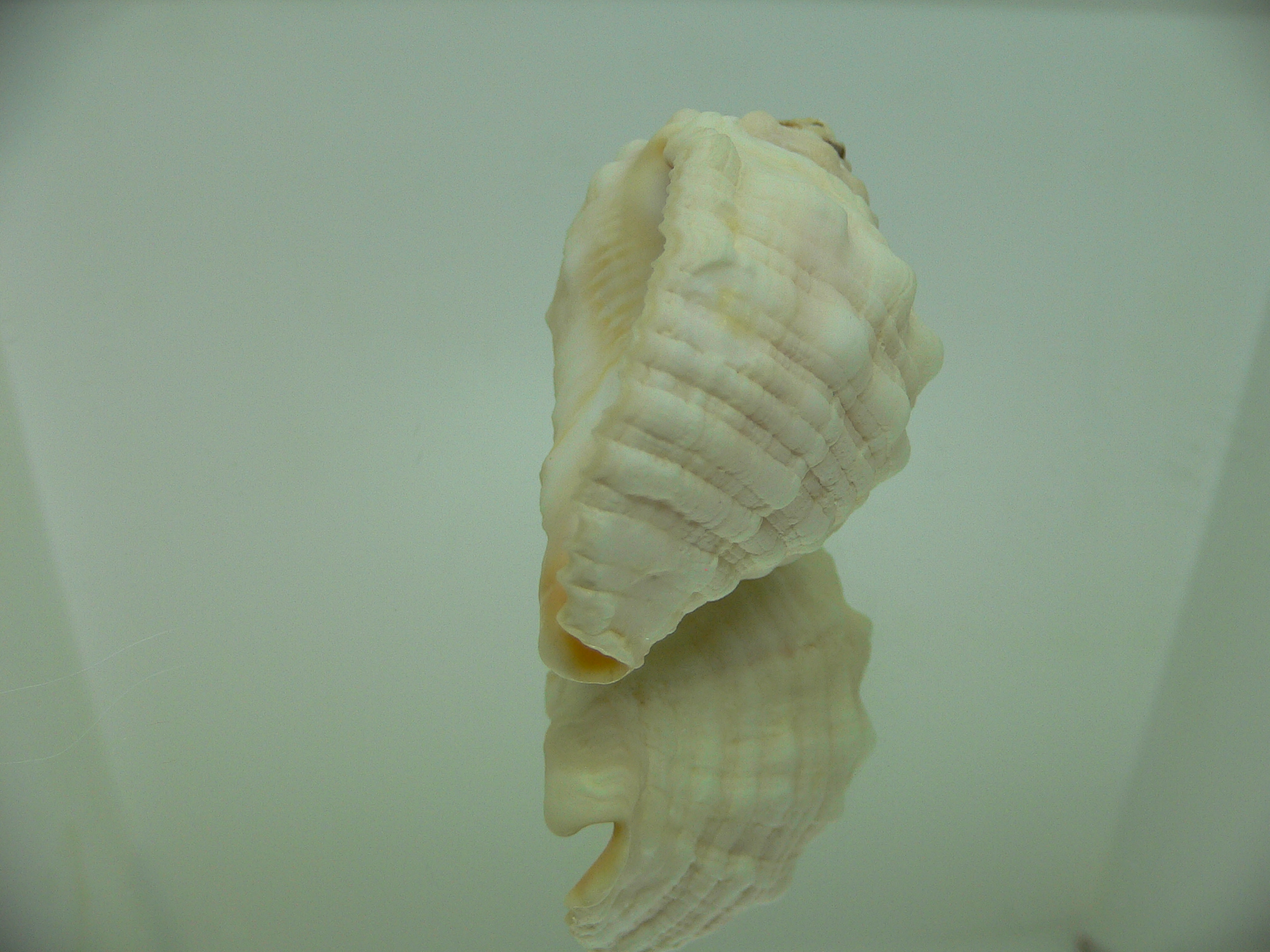 Dicathais orbita textilosa (var.)