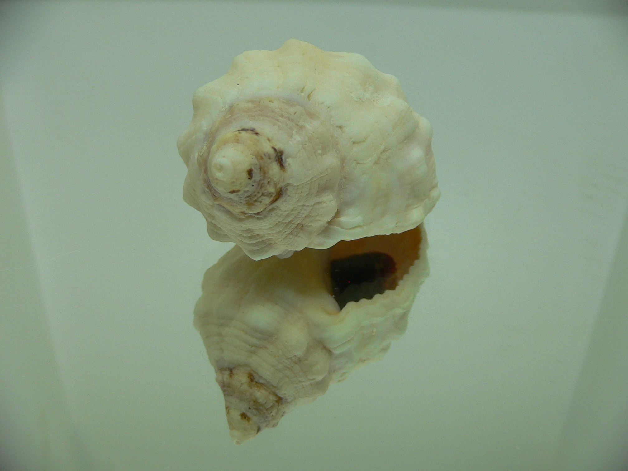 Dicathais orbita textilosa (var.)