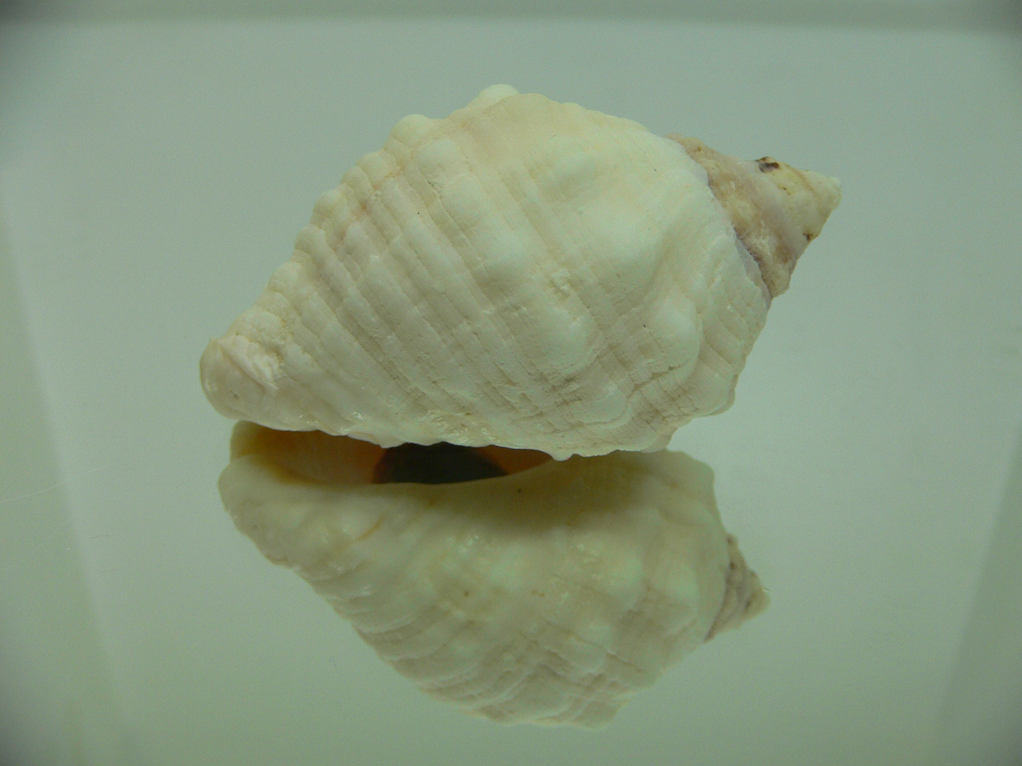 Dicathais orbita textilosa (var.)
