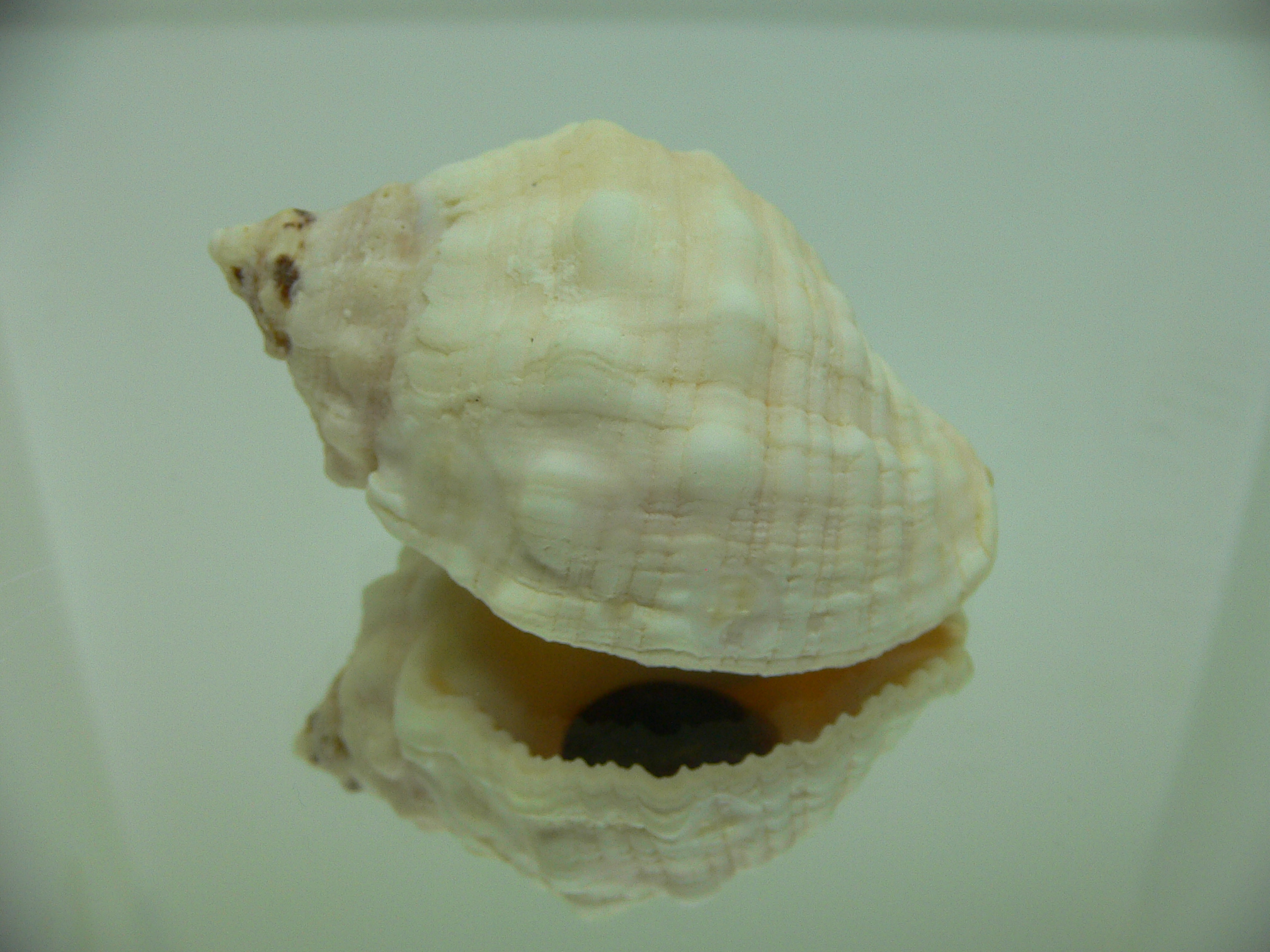 Dicathais orbita textilosa (var.)