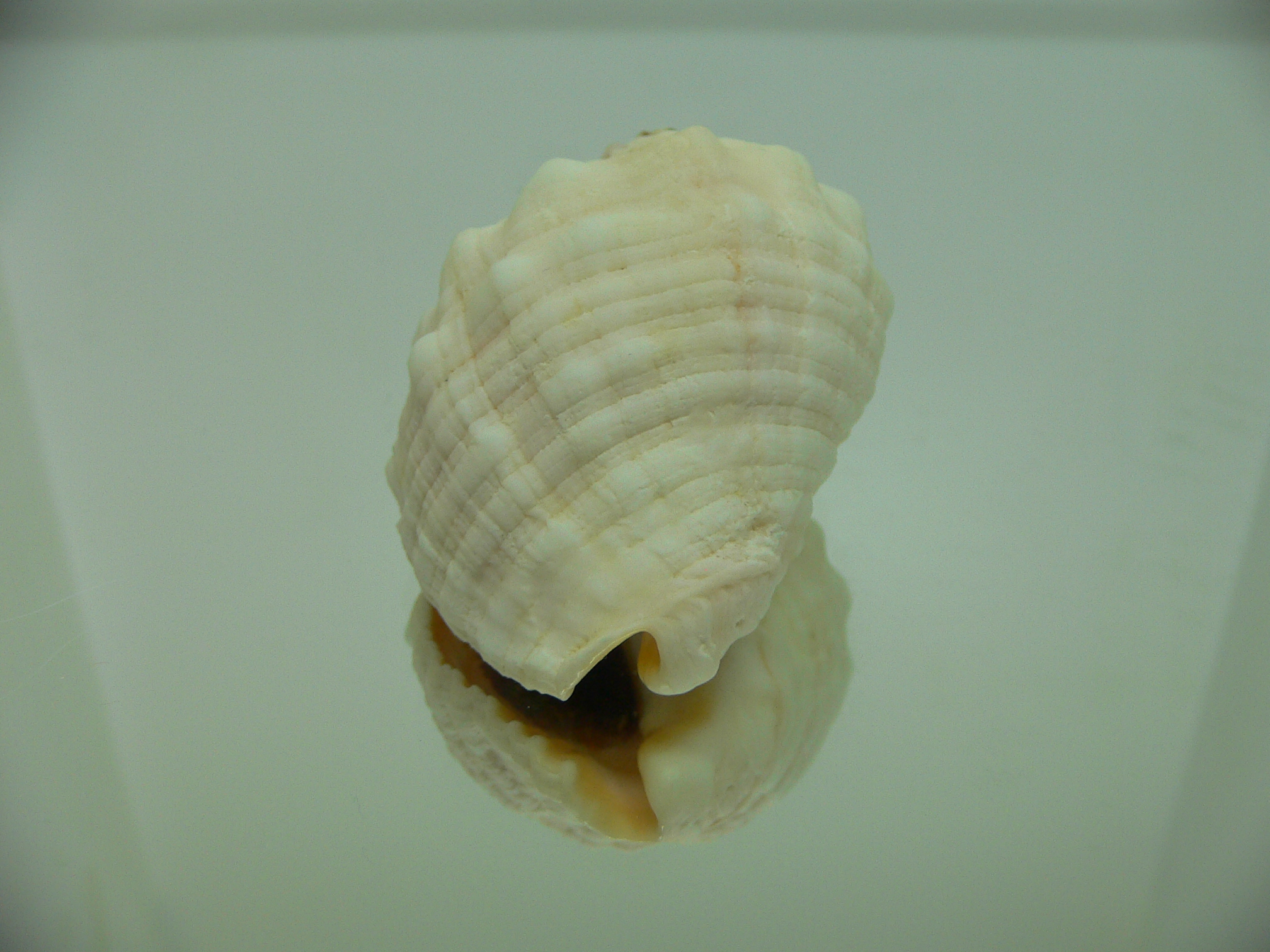 Dicathais orbita textilosa (var.)