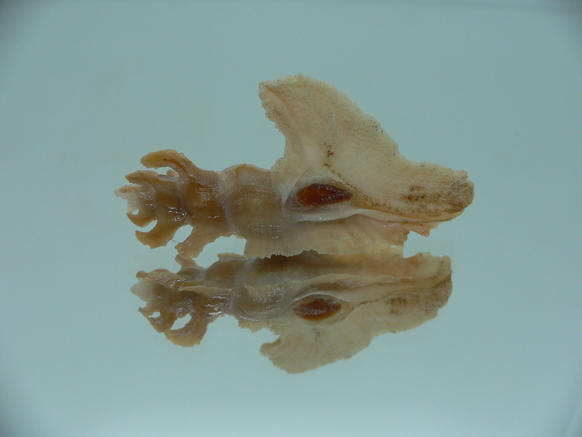 Pterynotus elongates DARK