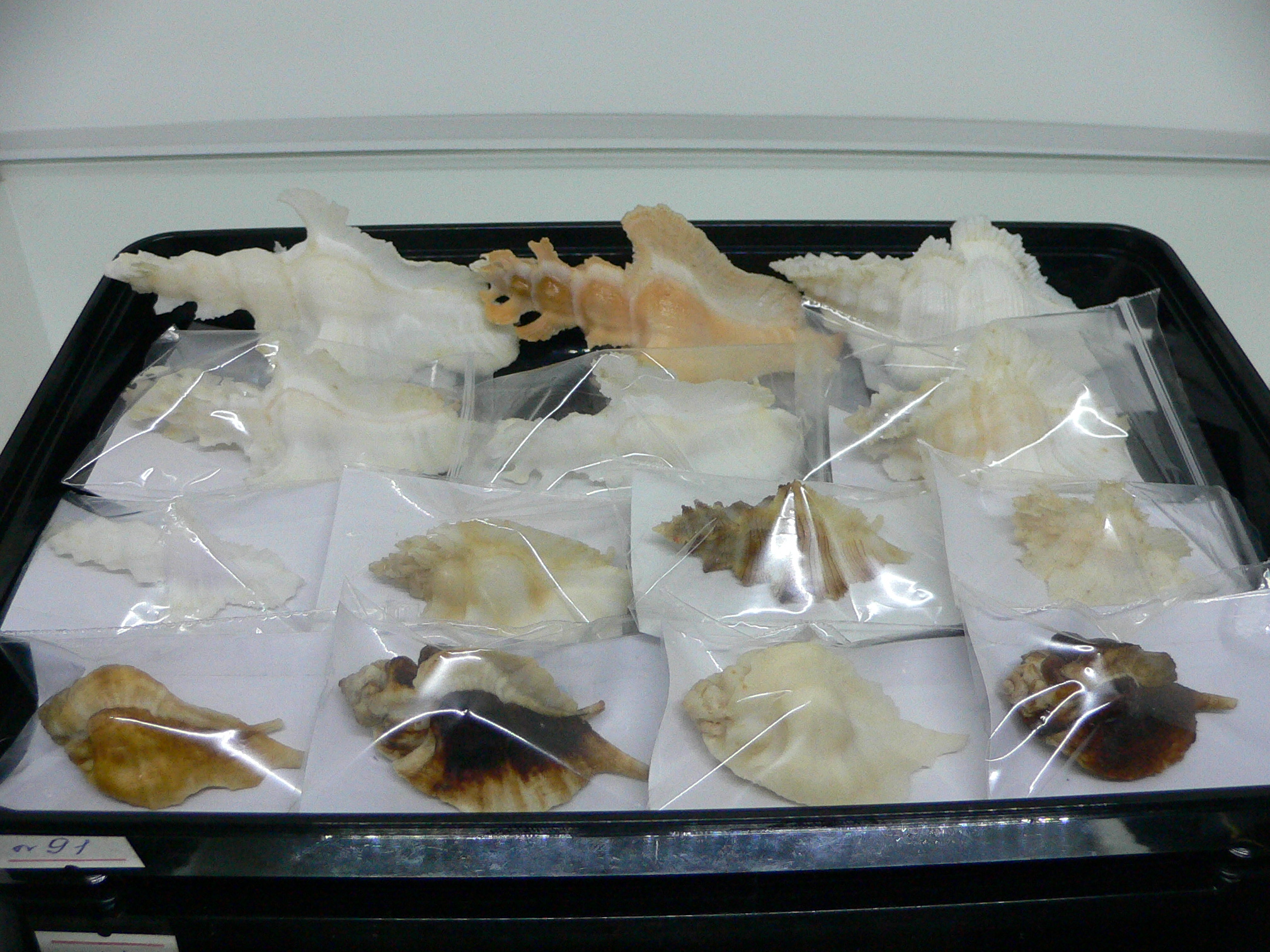 Pterynotus elongates DARK