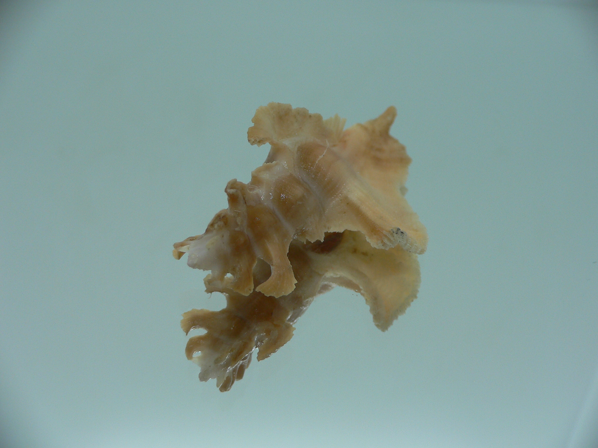 Pterynotus elongates DARK