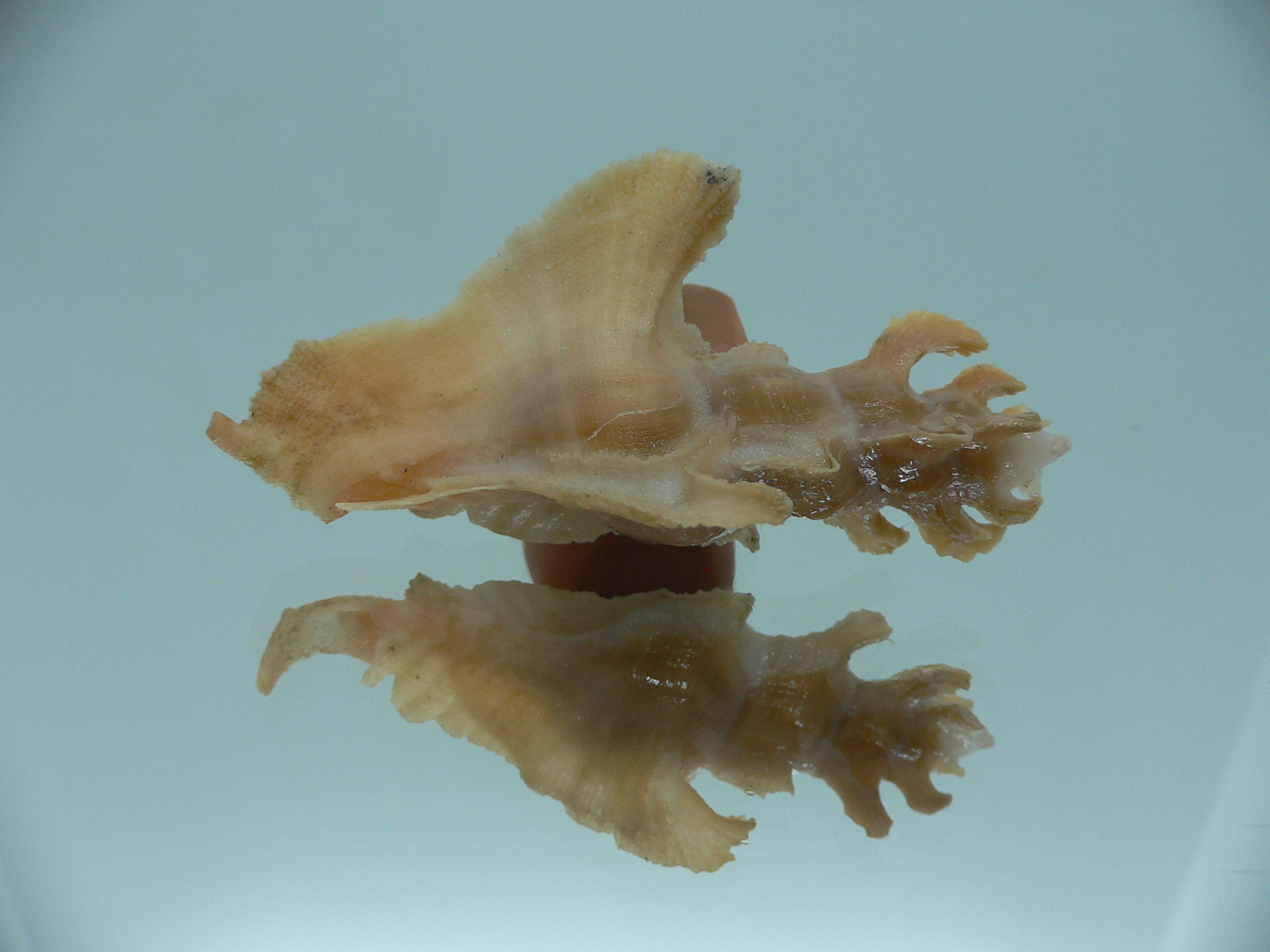 Pterynotus elongates DARK