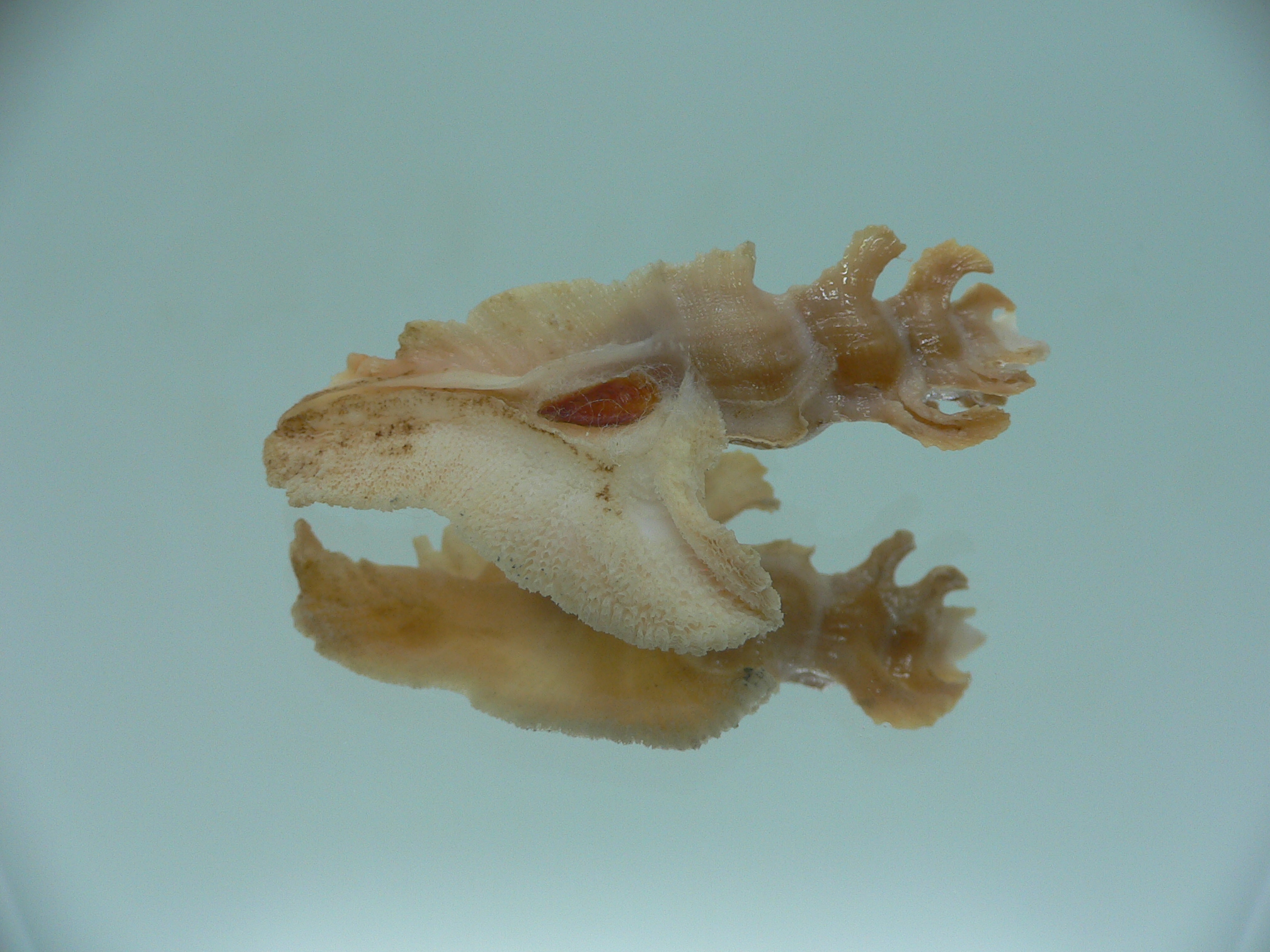 Pterynotus elongates DARK