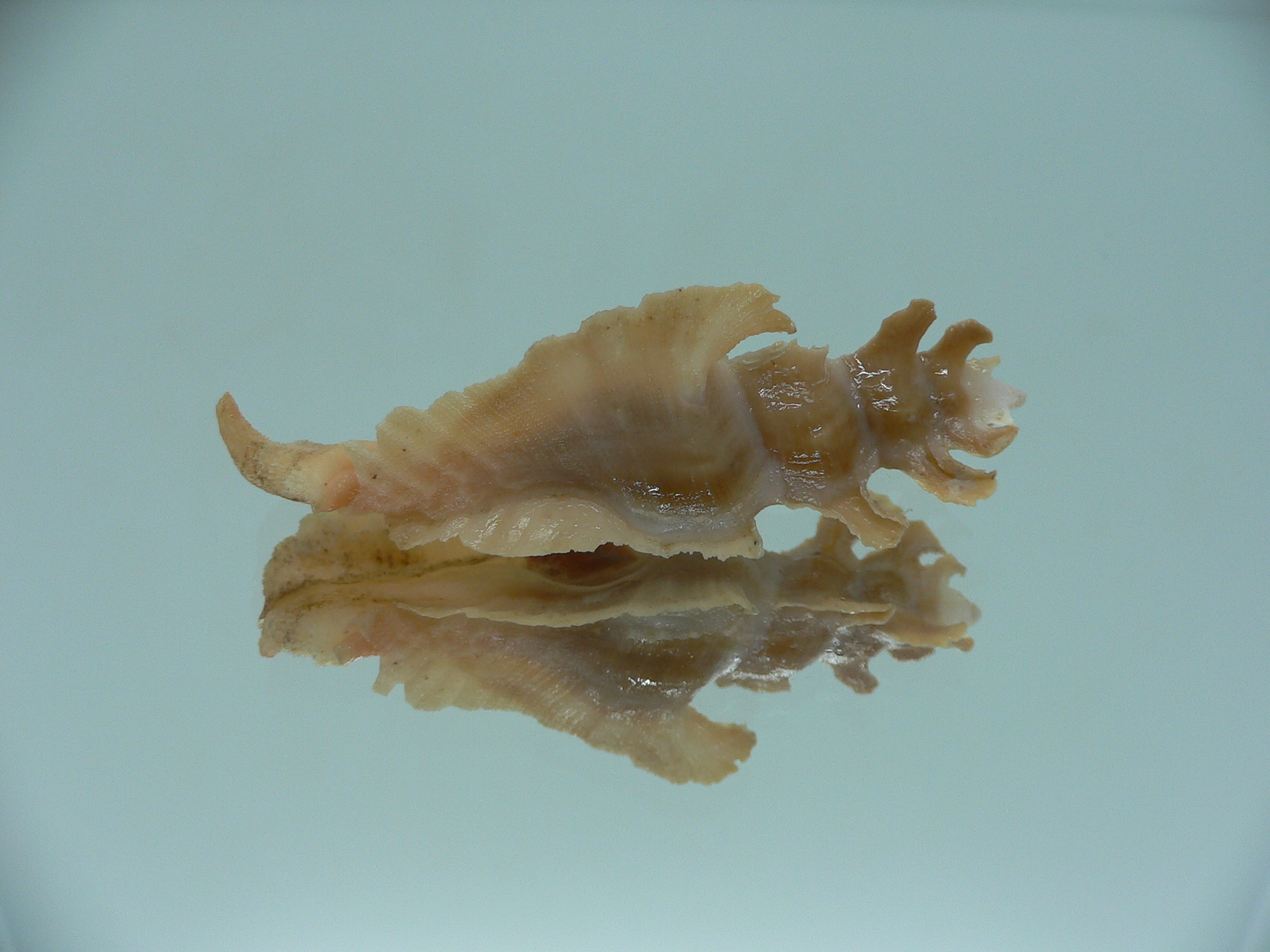 Pterynotus elongates DARK