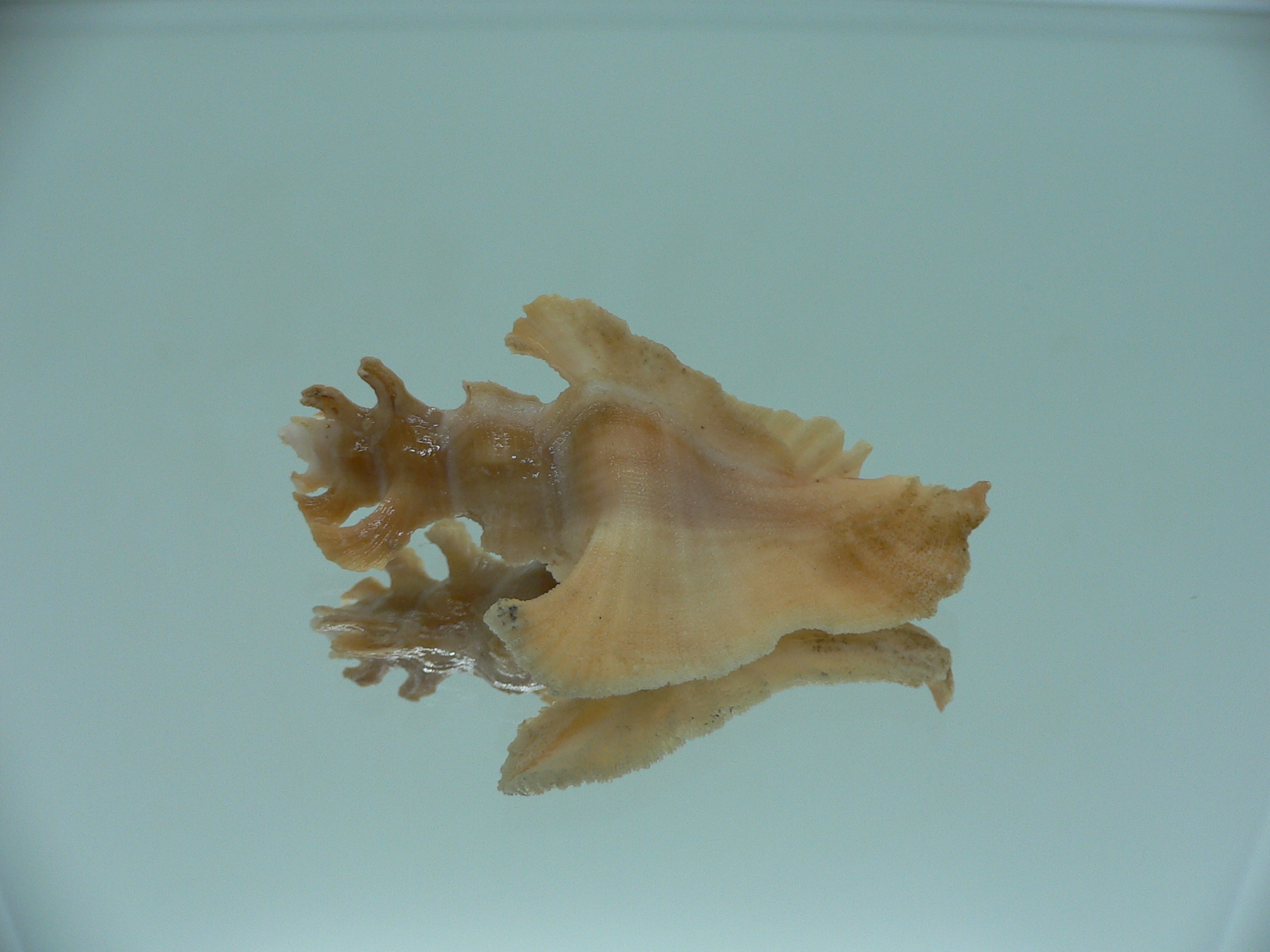 Pterynotus elongates DARK