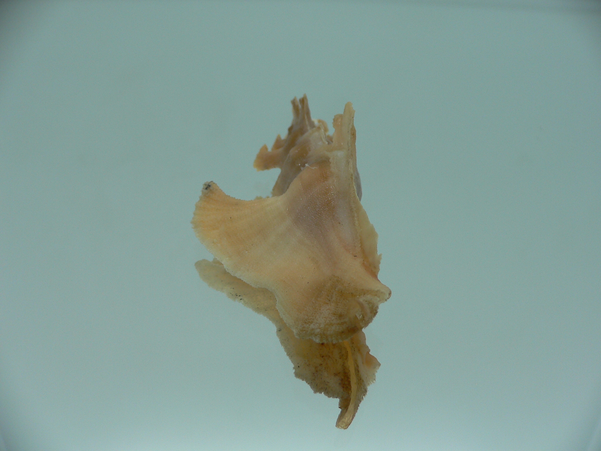 Pterynotus elongates DARK