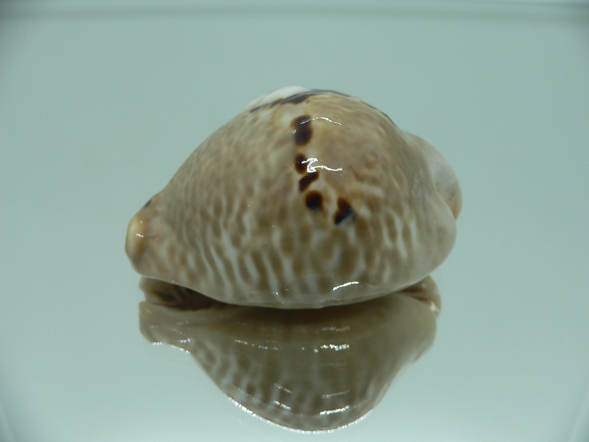 Сypraea mus bicornis donmoorei (var.) BIG CALLOUSED & VERY GOOD SIZE
