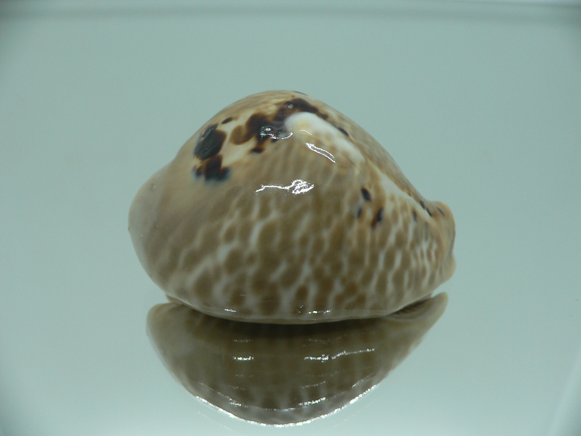 Сypraea mus bicornis donmoorei (var.) BIG CALLOUSED & VERY GOOD SIZE
