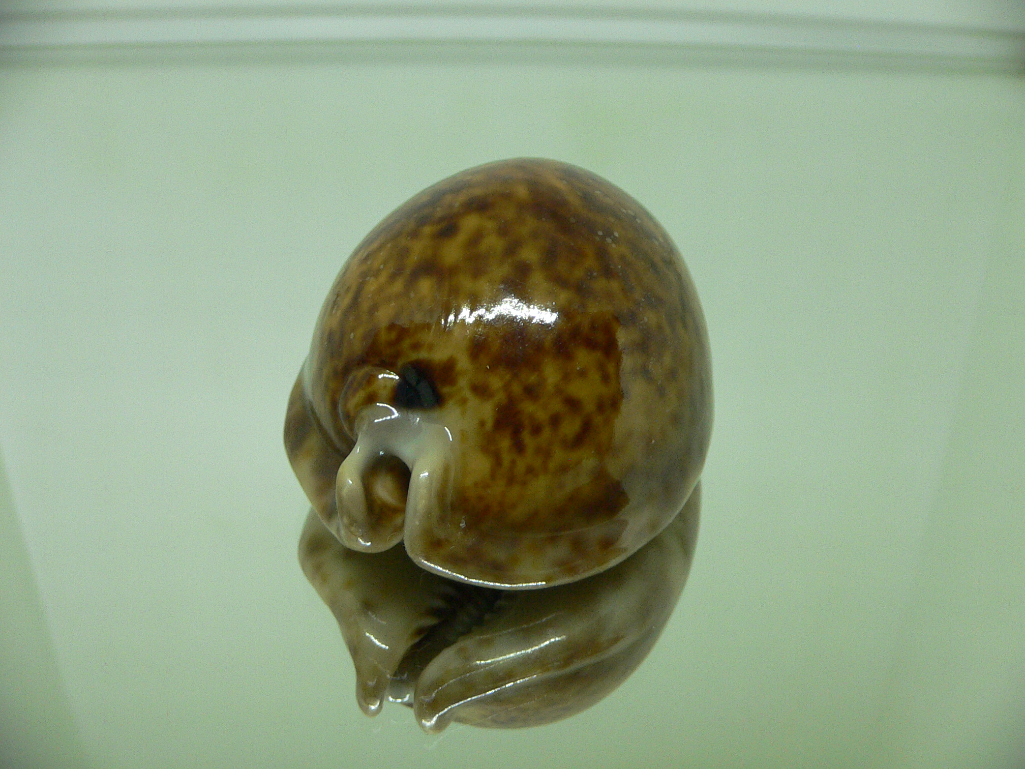 Cypraea stercoraria RUSTY