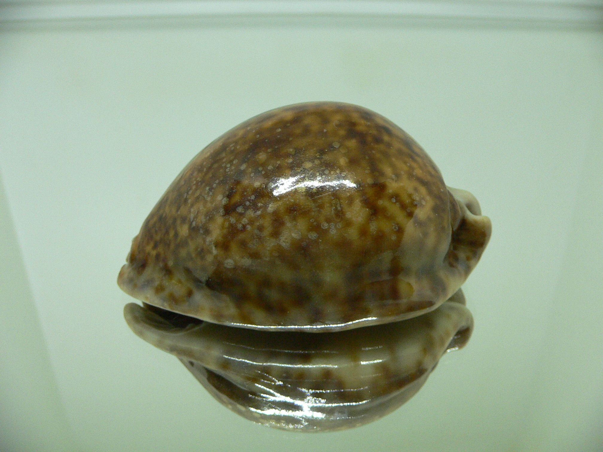 Cypraea stercoraria RUSTY