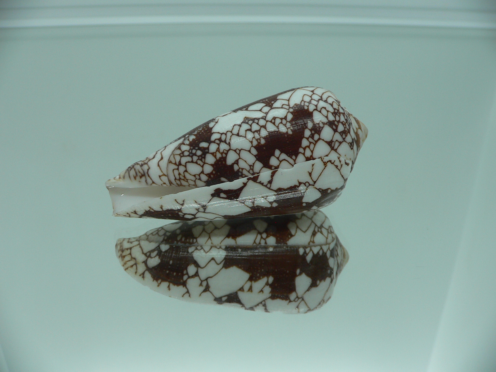 Conus omaria CONTRAST