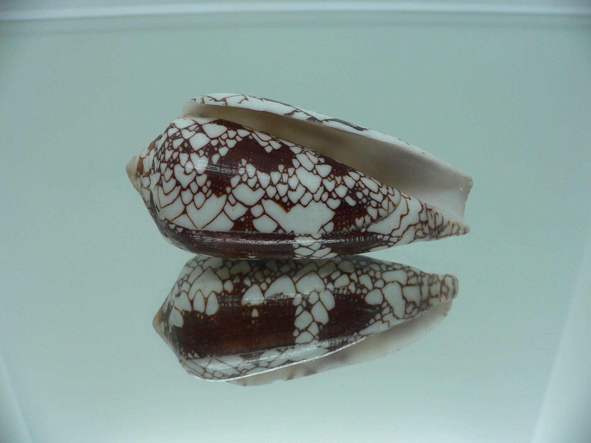 Conus omaria CONTRAST