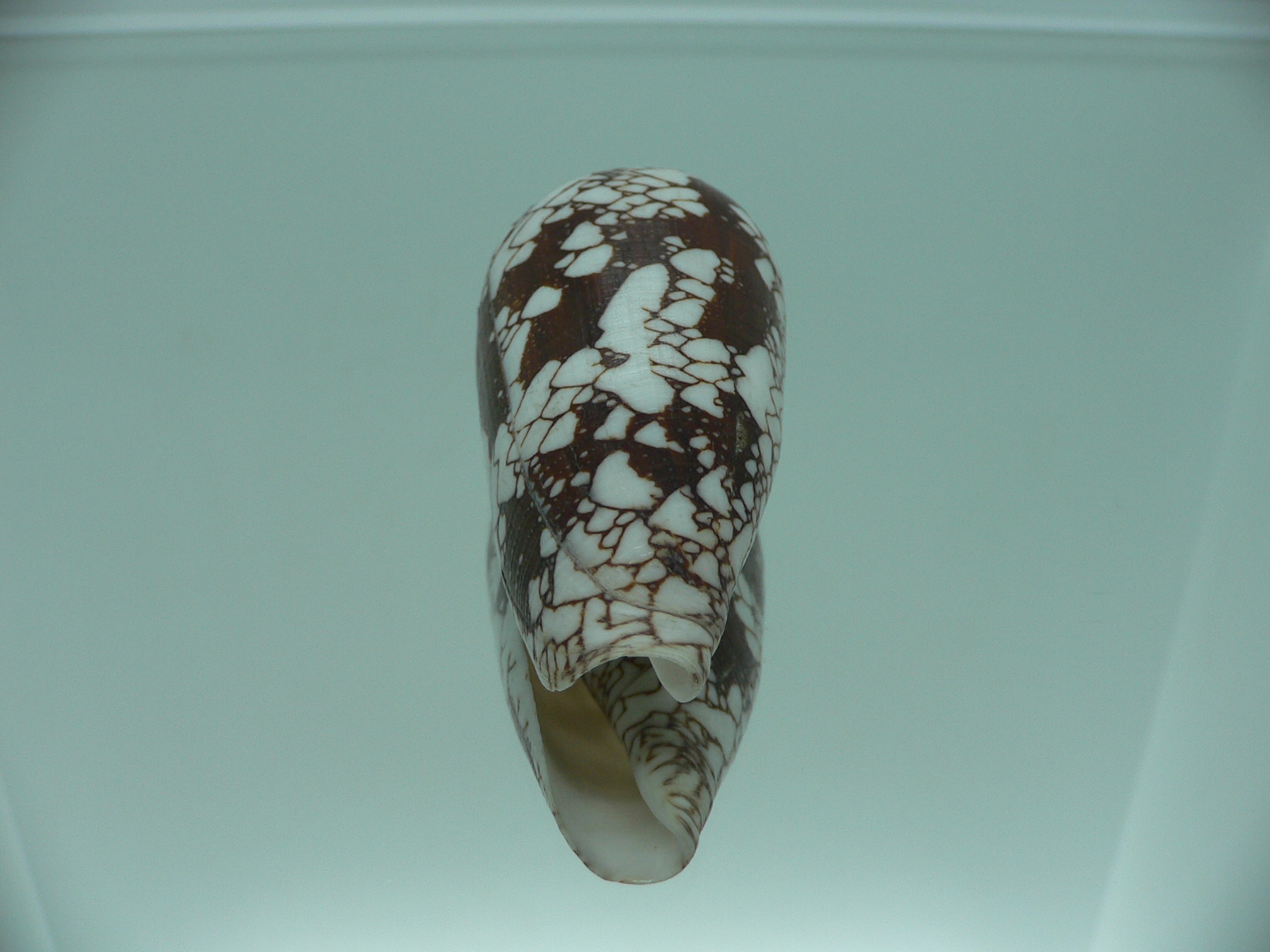 Conus omaria CONTRAST
