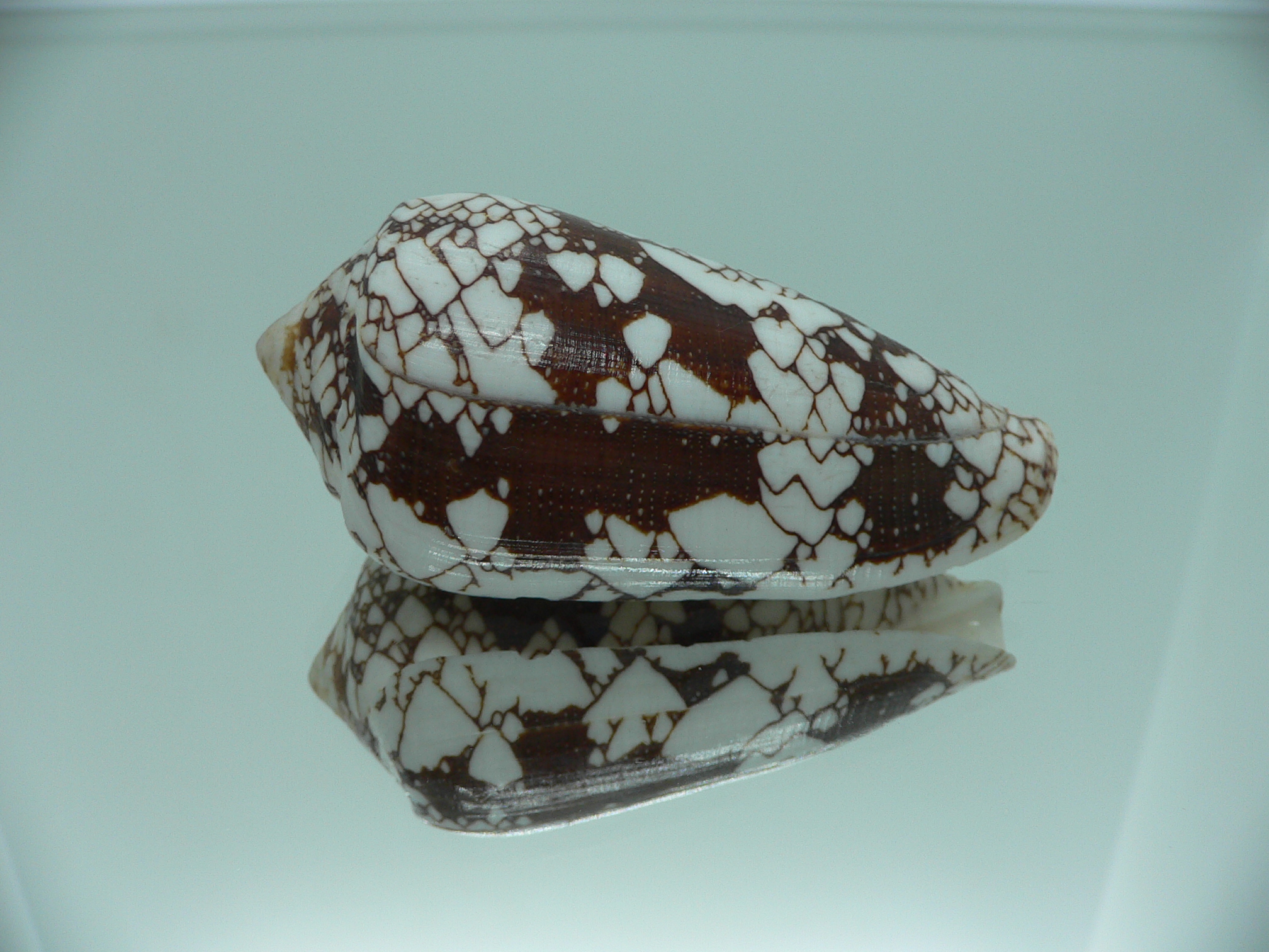 Conus omaria CONTRAST