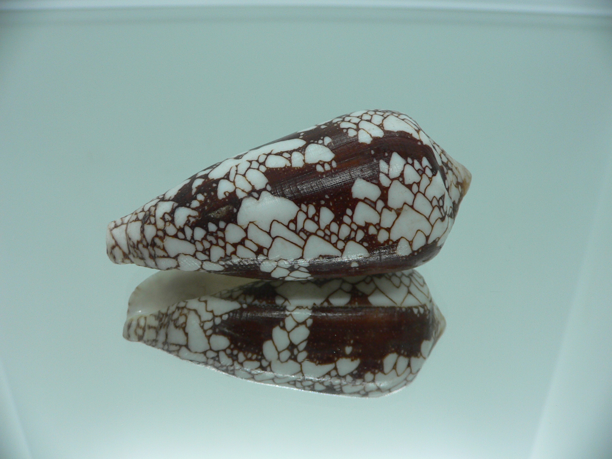 Conus omaria CONTRAST