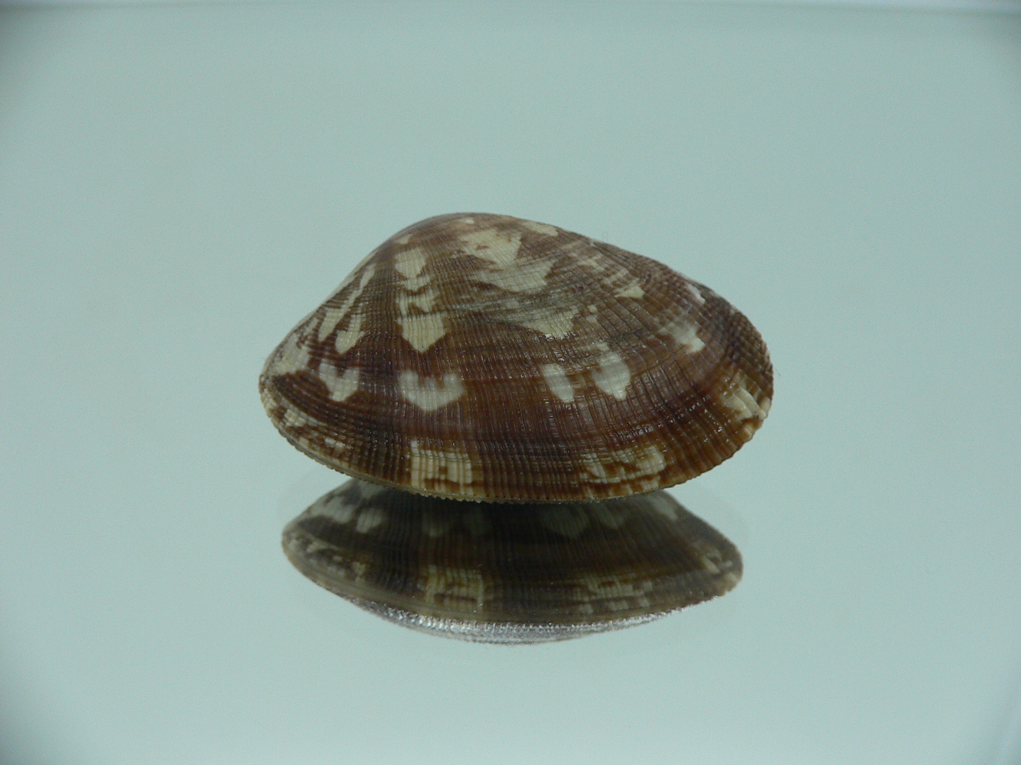 Venerupis aspera BIG & Dark