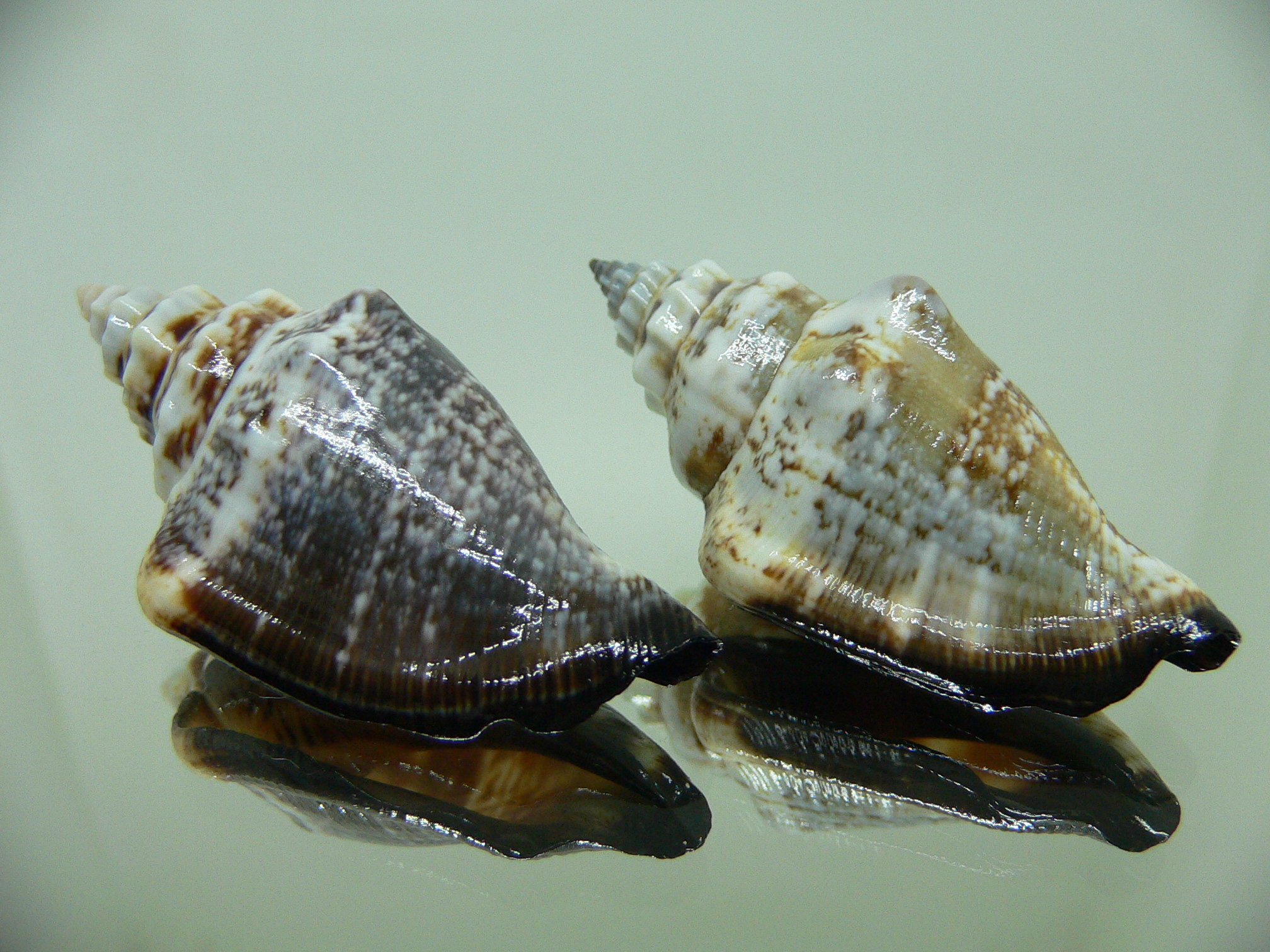 Strombus urceus ustulatum (var.) (пара) 3