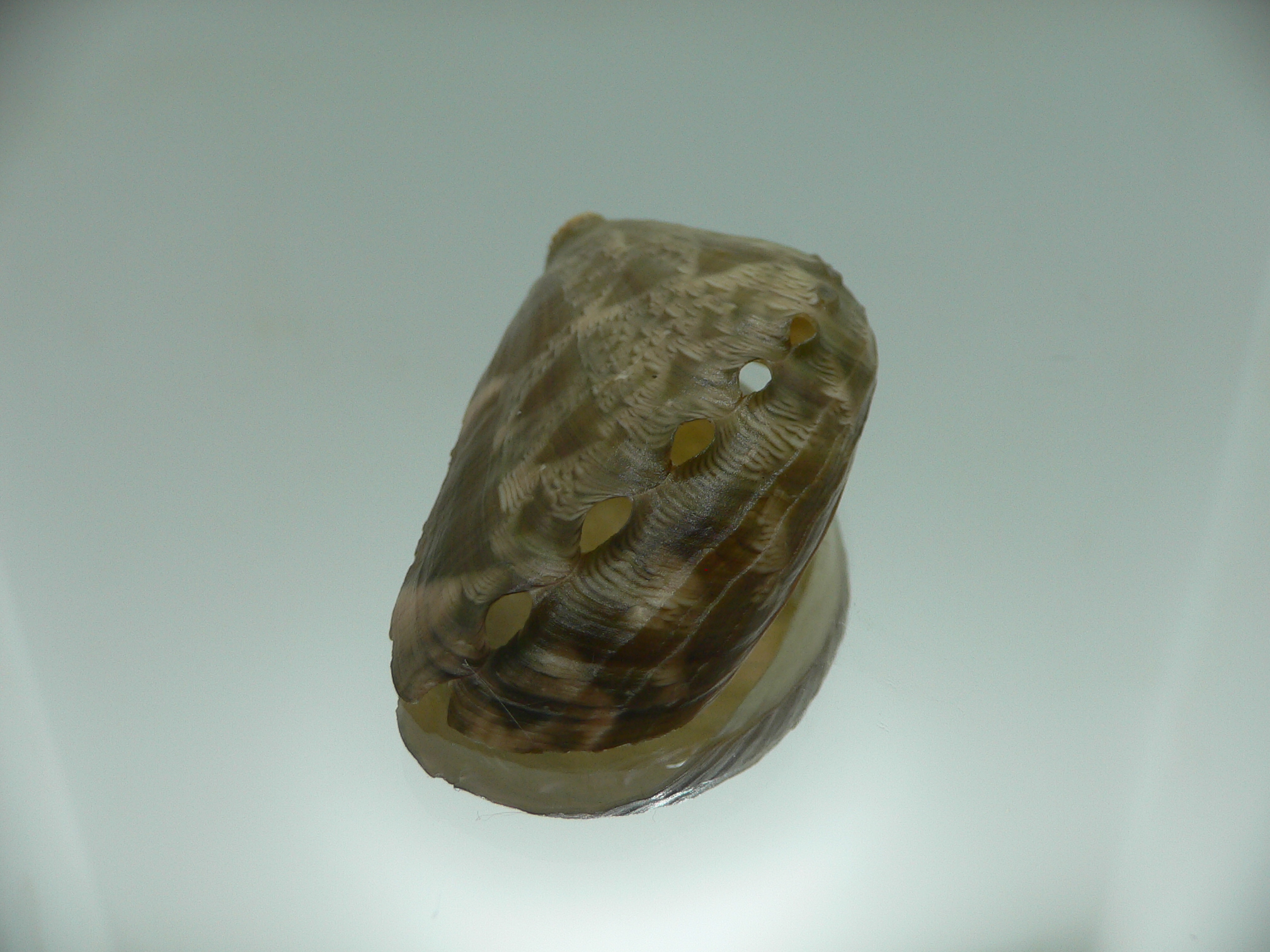 Haliotis asinina PEARL & GREEN