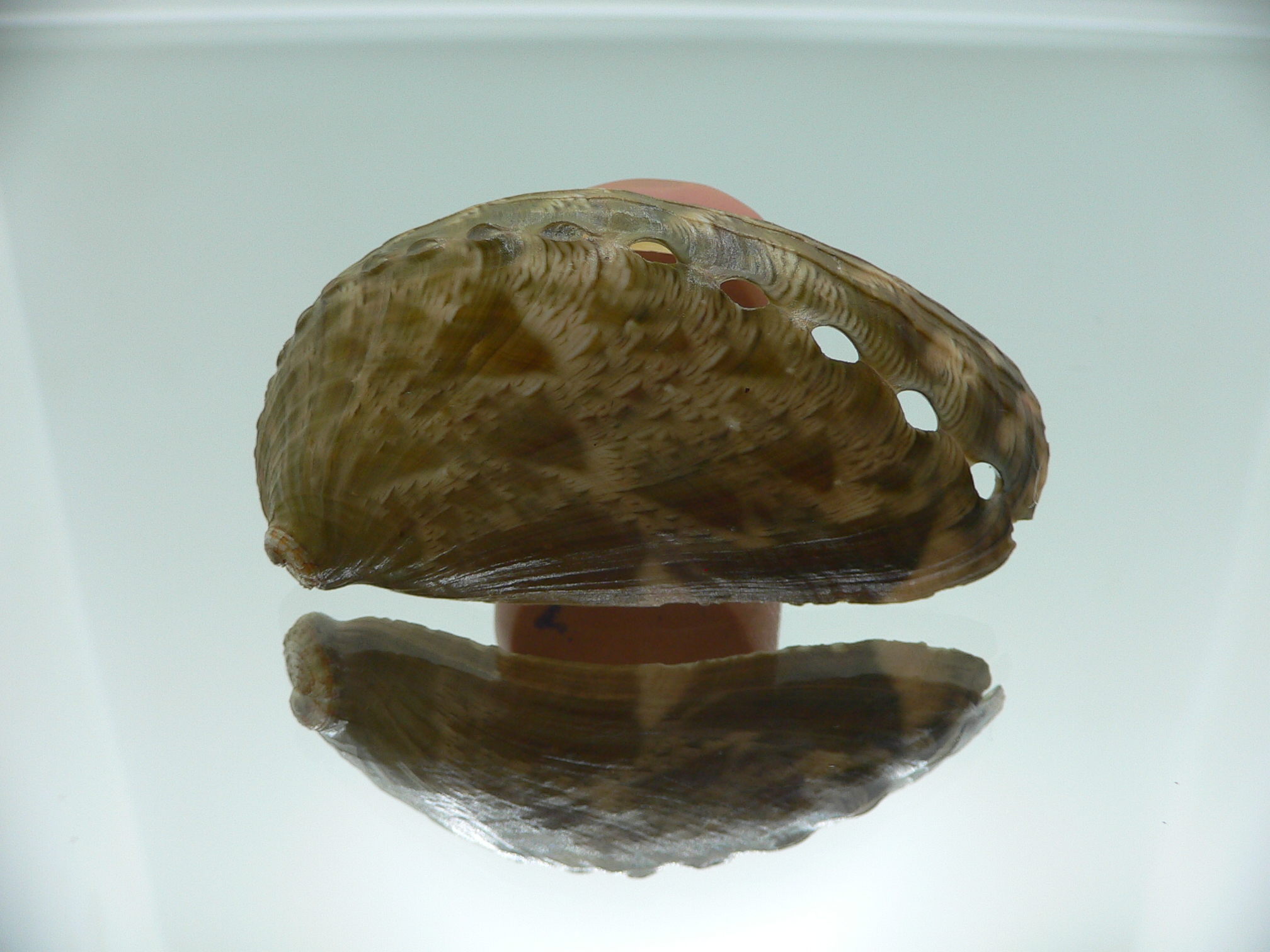 Haliotis asinina PEARL & GREEN