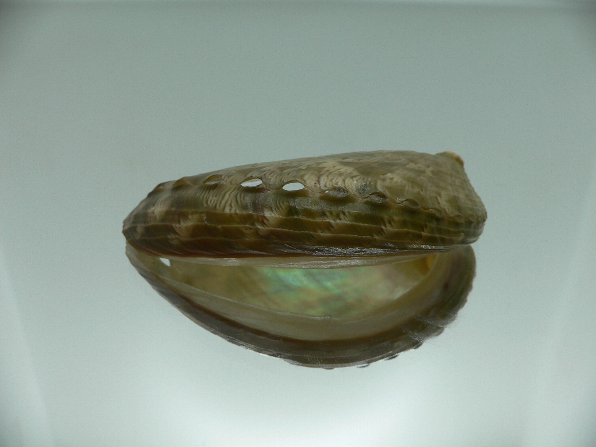 Haliotis asinina PEARL & GREEN