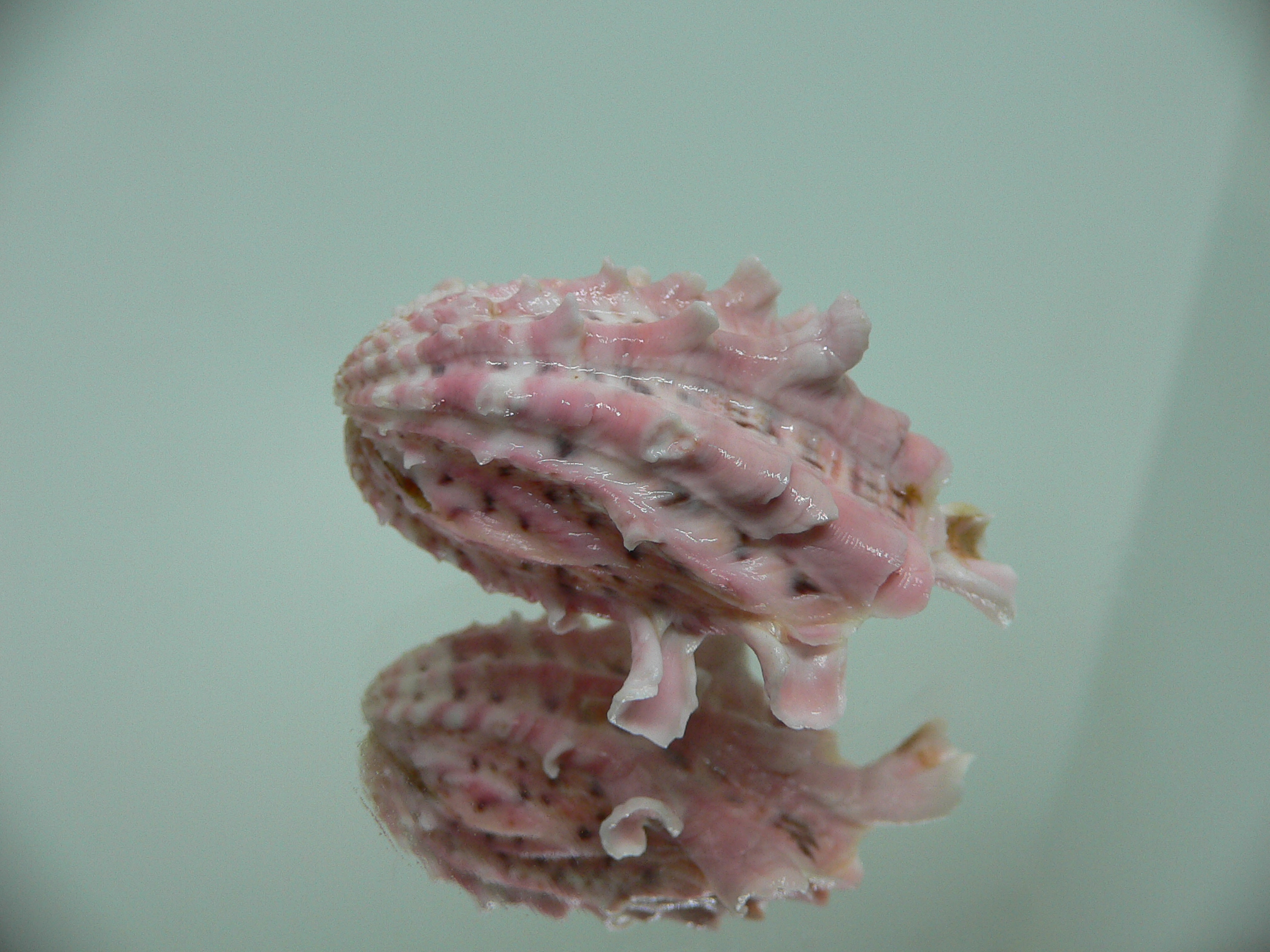 Cardita crassicosta PINK DWARF