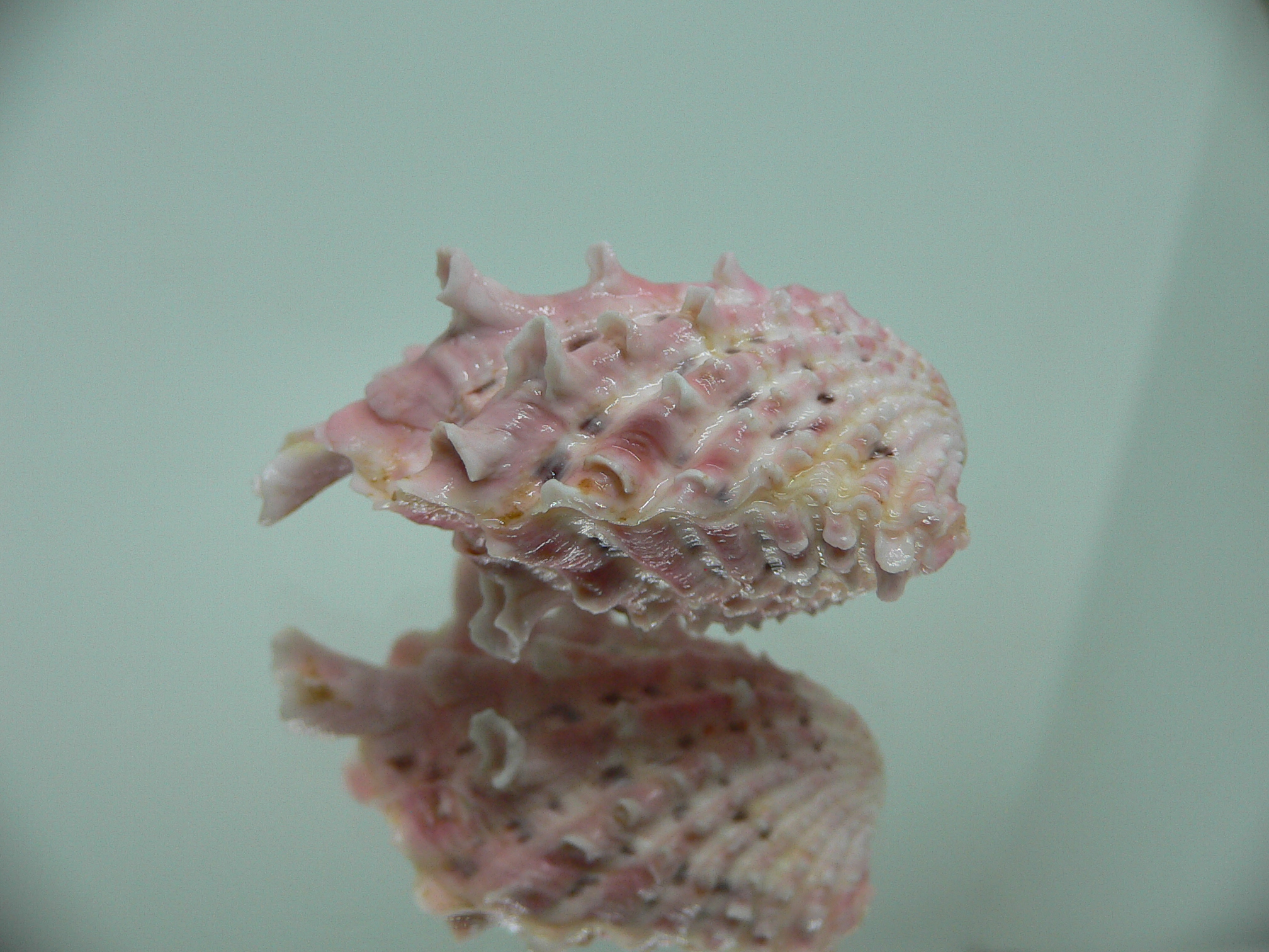 Cardita crassicosta PINK DWARF