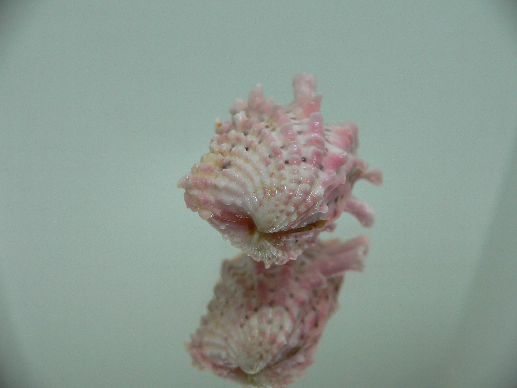 Cardita crassicosta PINK DWARF