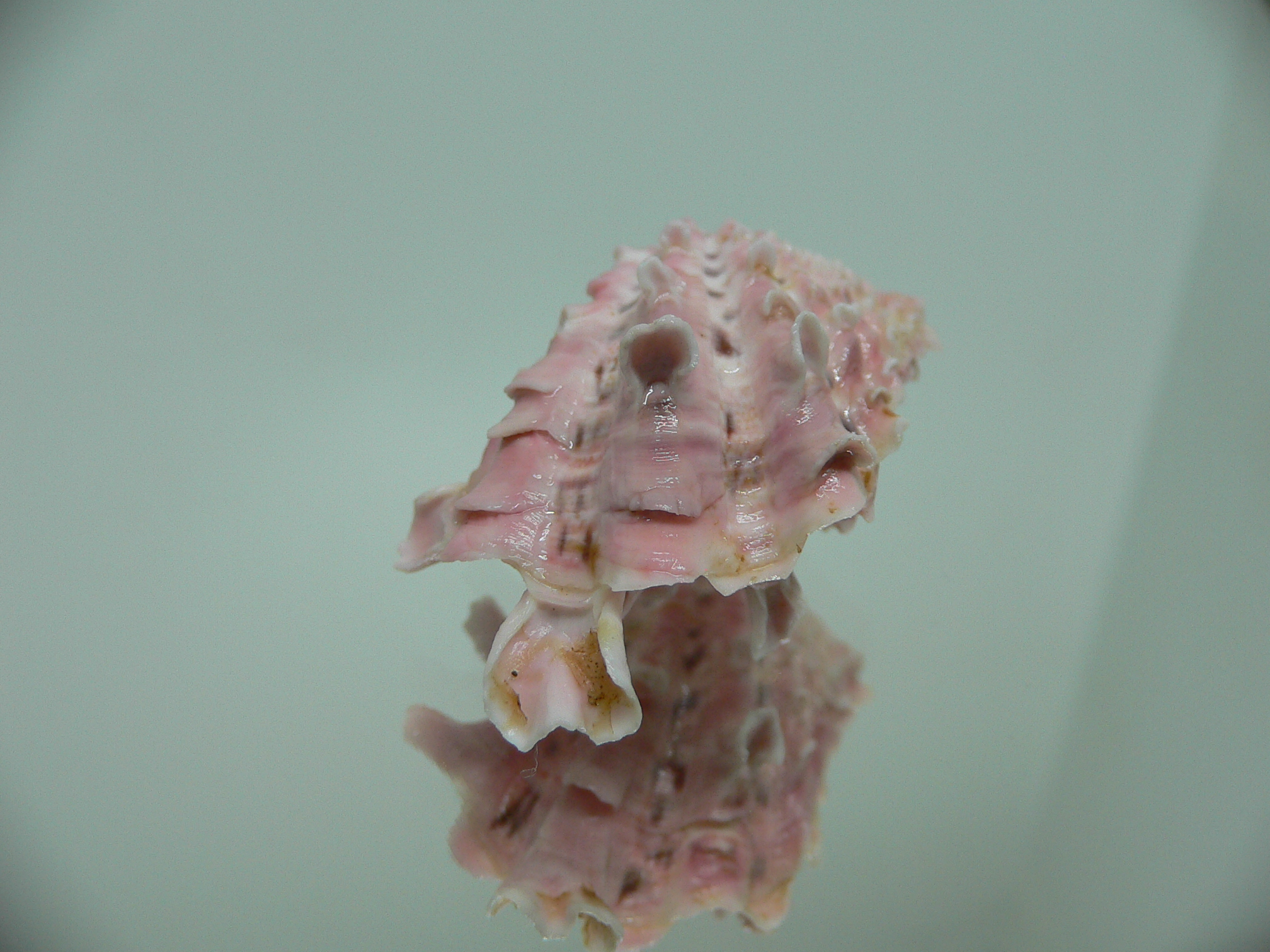 Cardita crassicosta PINK DWARF