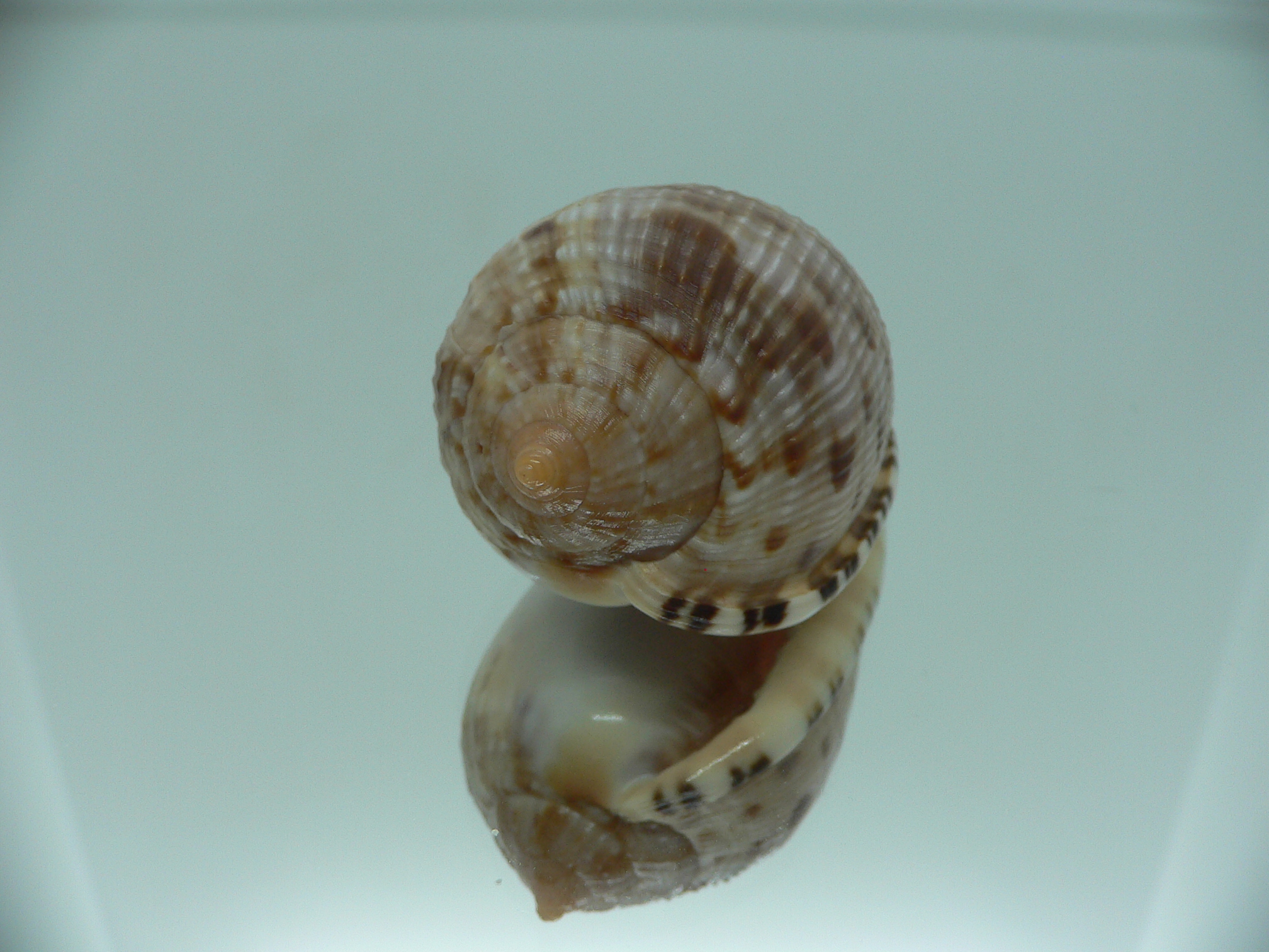 Cypraecassis testiculus testiculus