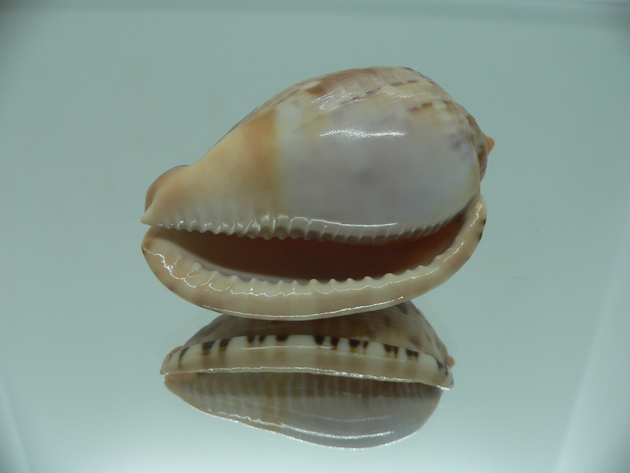 Cypraecassis testiculus testiculus