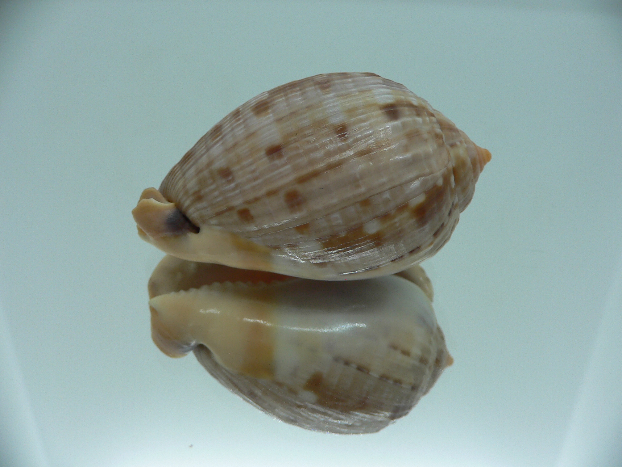 Cypraecassis testiculus testiculus