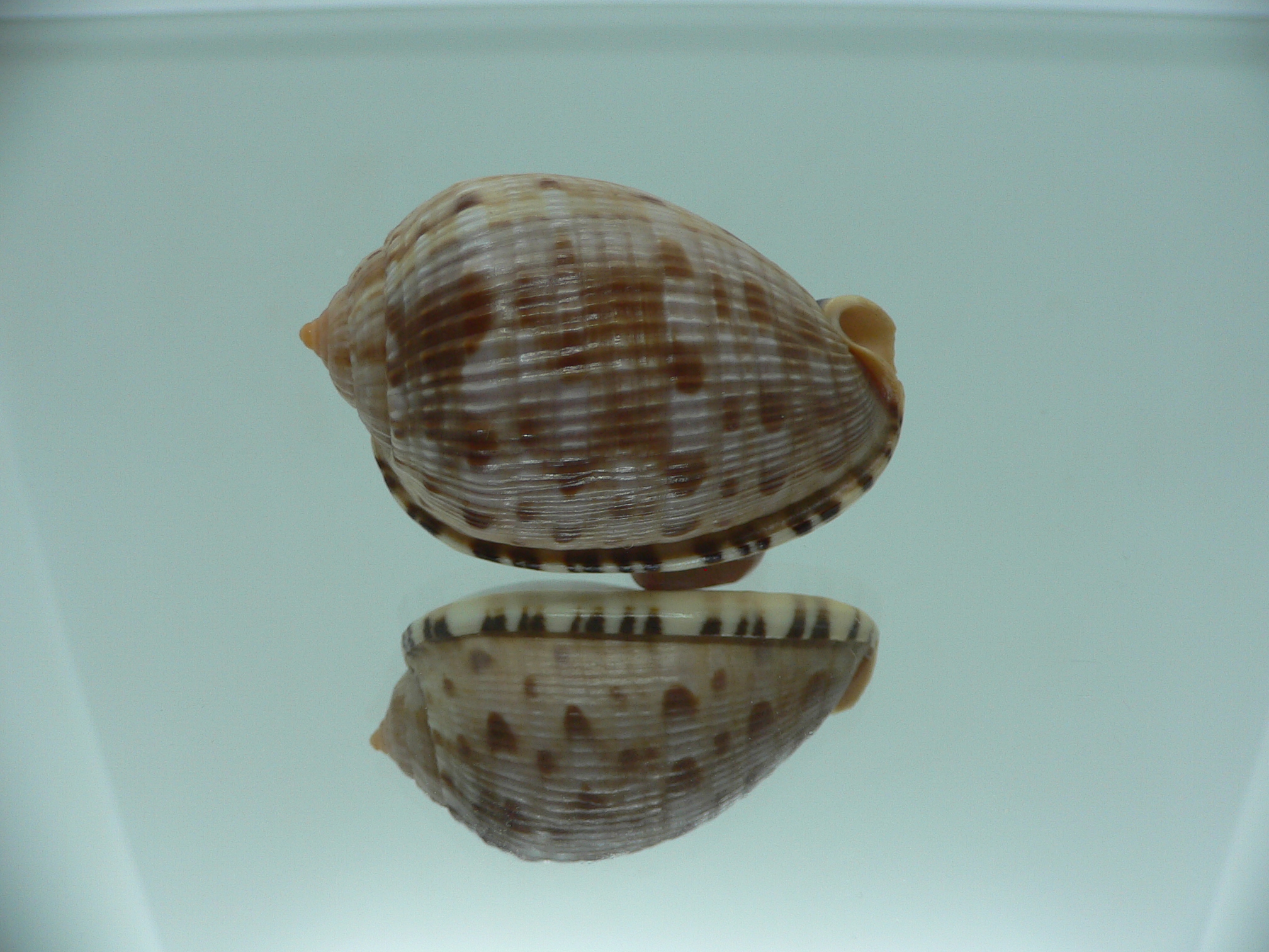 Cypraecassis testiculus testiculus