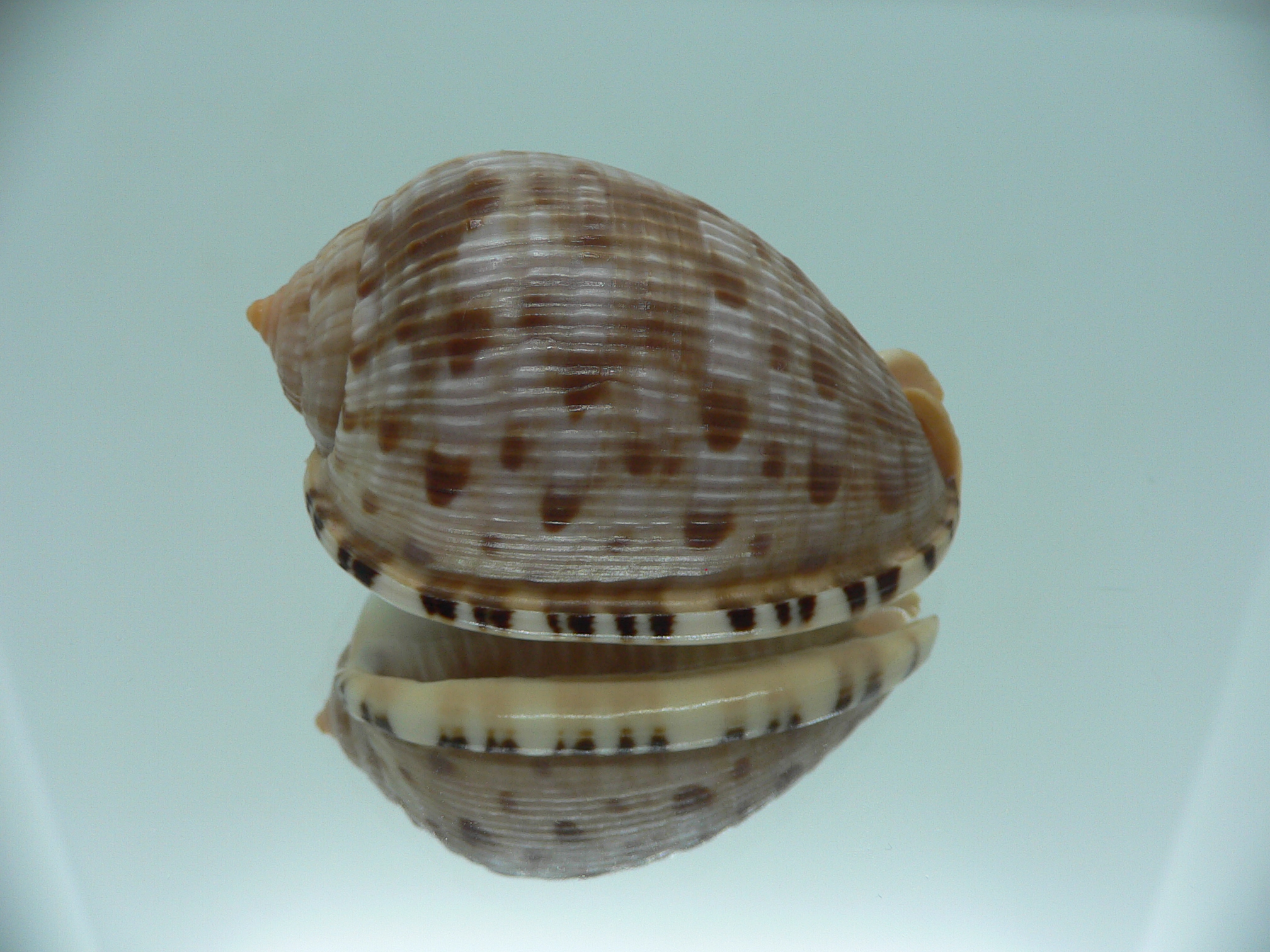 Cypraecassis testiculus testiculus