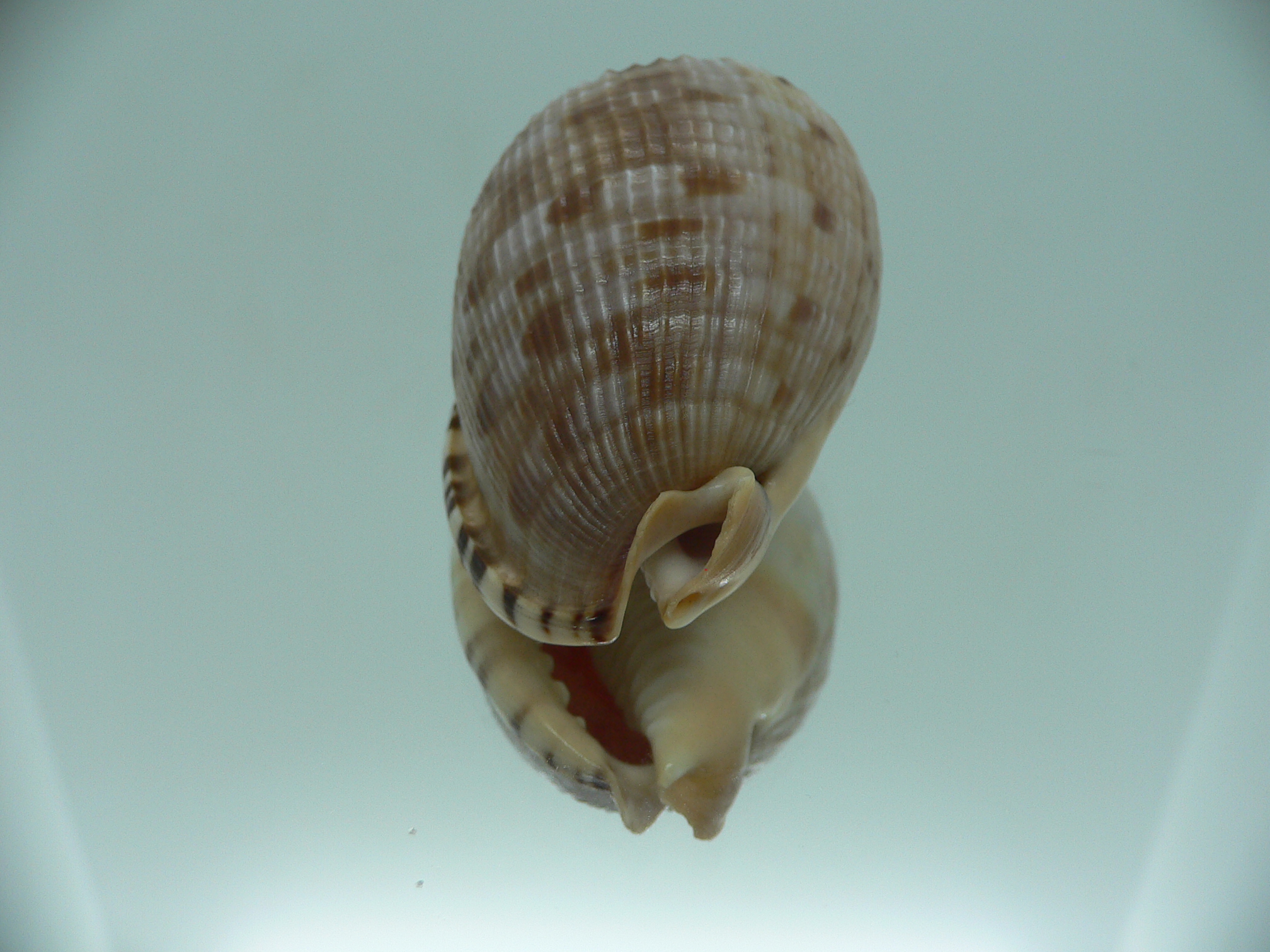 Cypraecassis testiculus testiculus