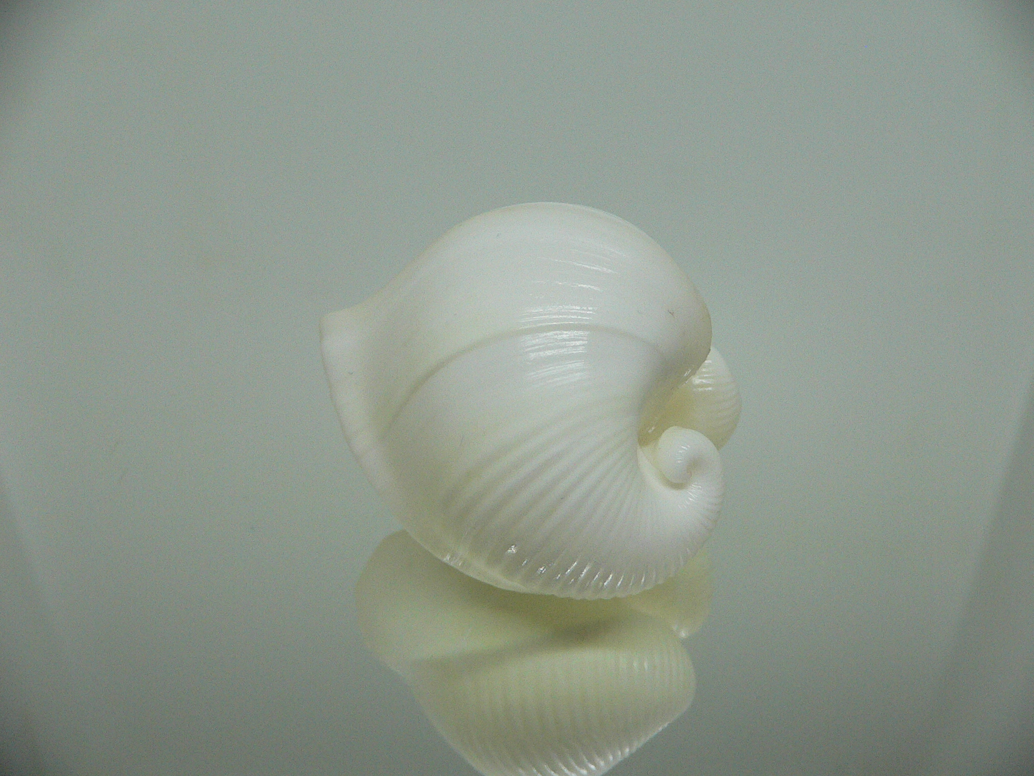 Meiocardia cumingi BIG