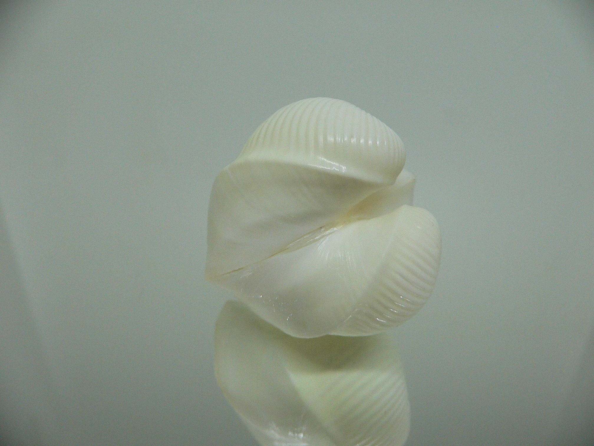 Meiocardia cumingi BIG