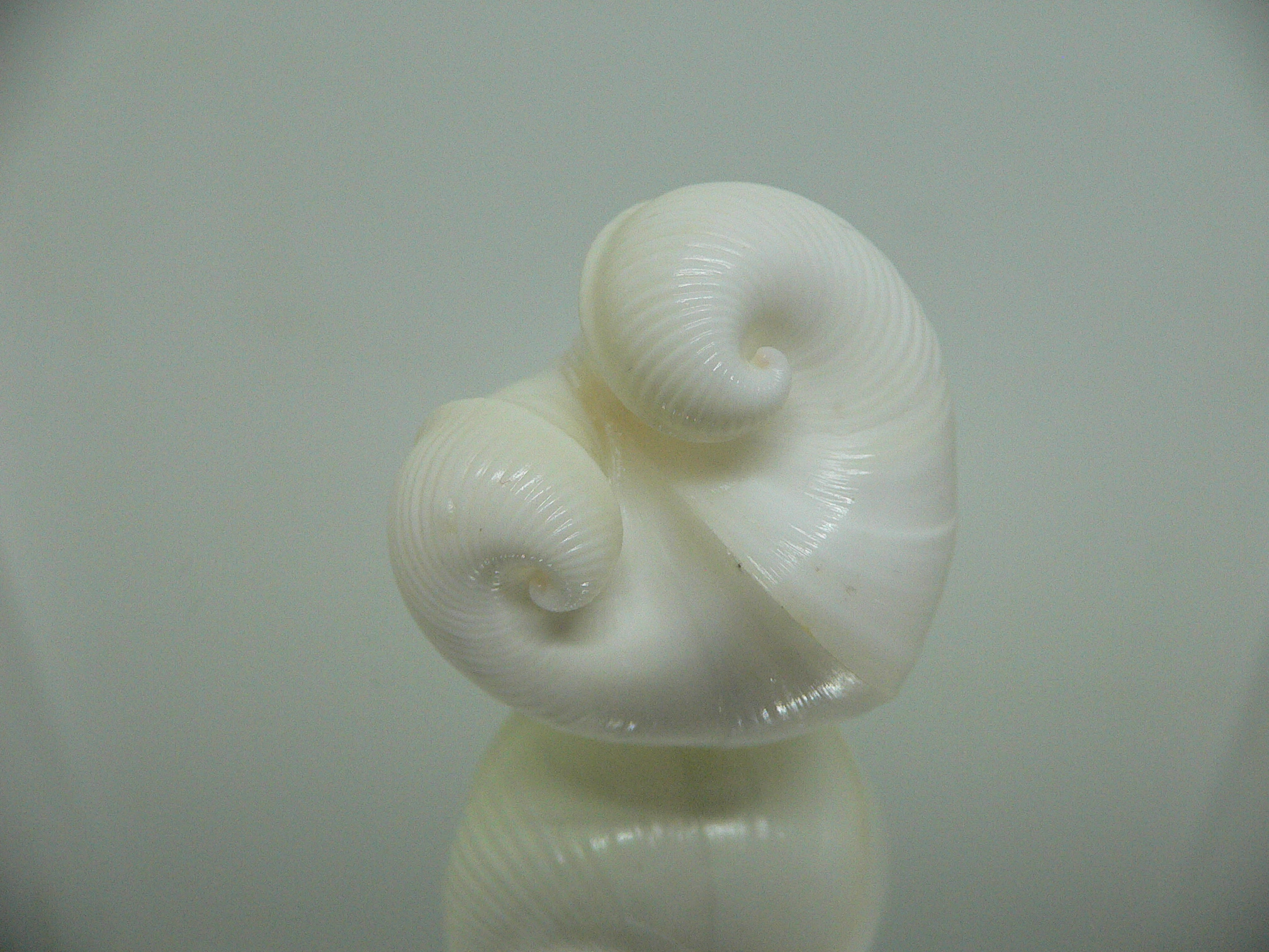 Meiocardia cumingi BIG