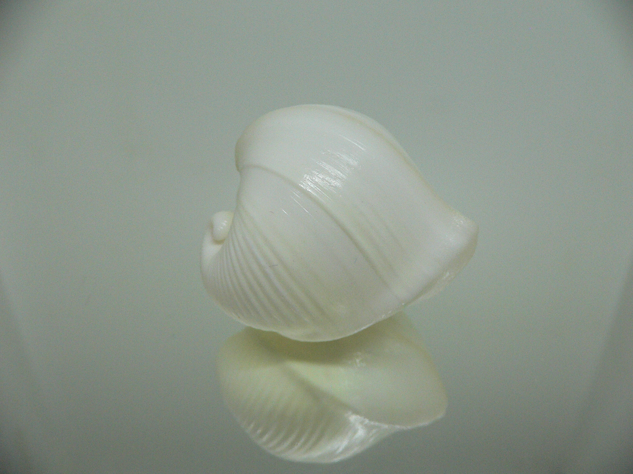 Meiocardia cumingi BIG