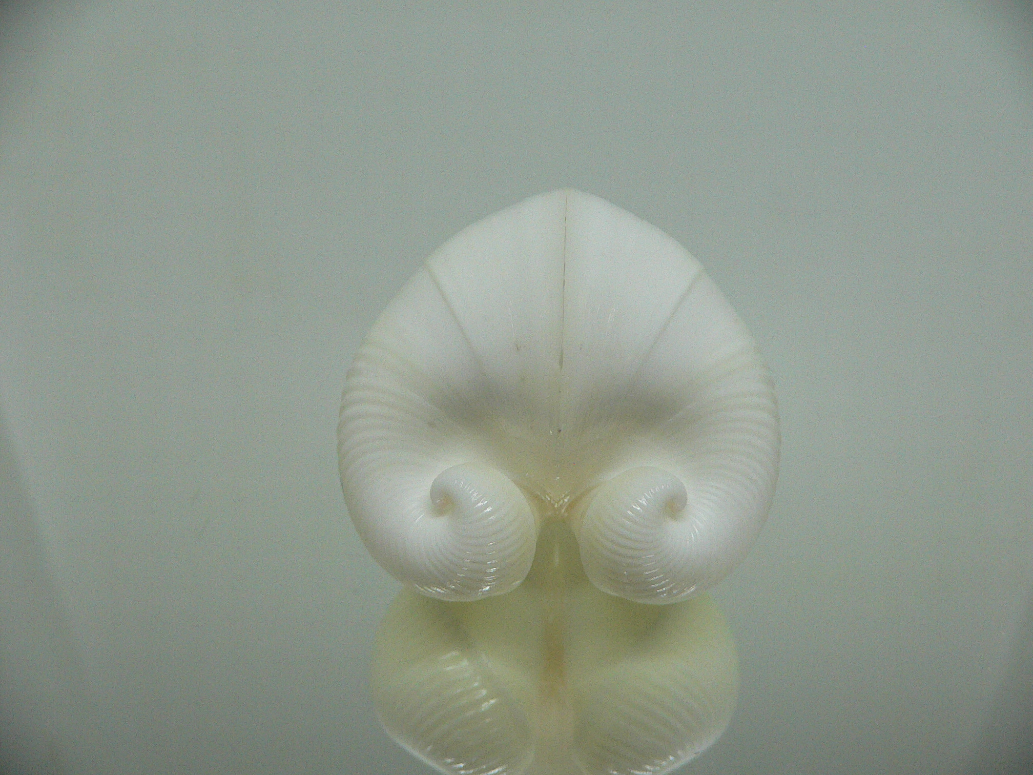 Meiocardia cumingi BIG