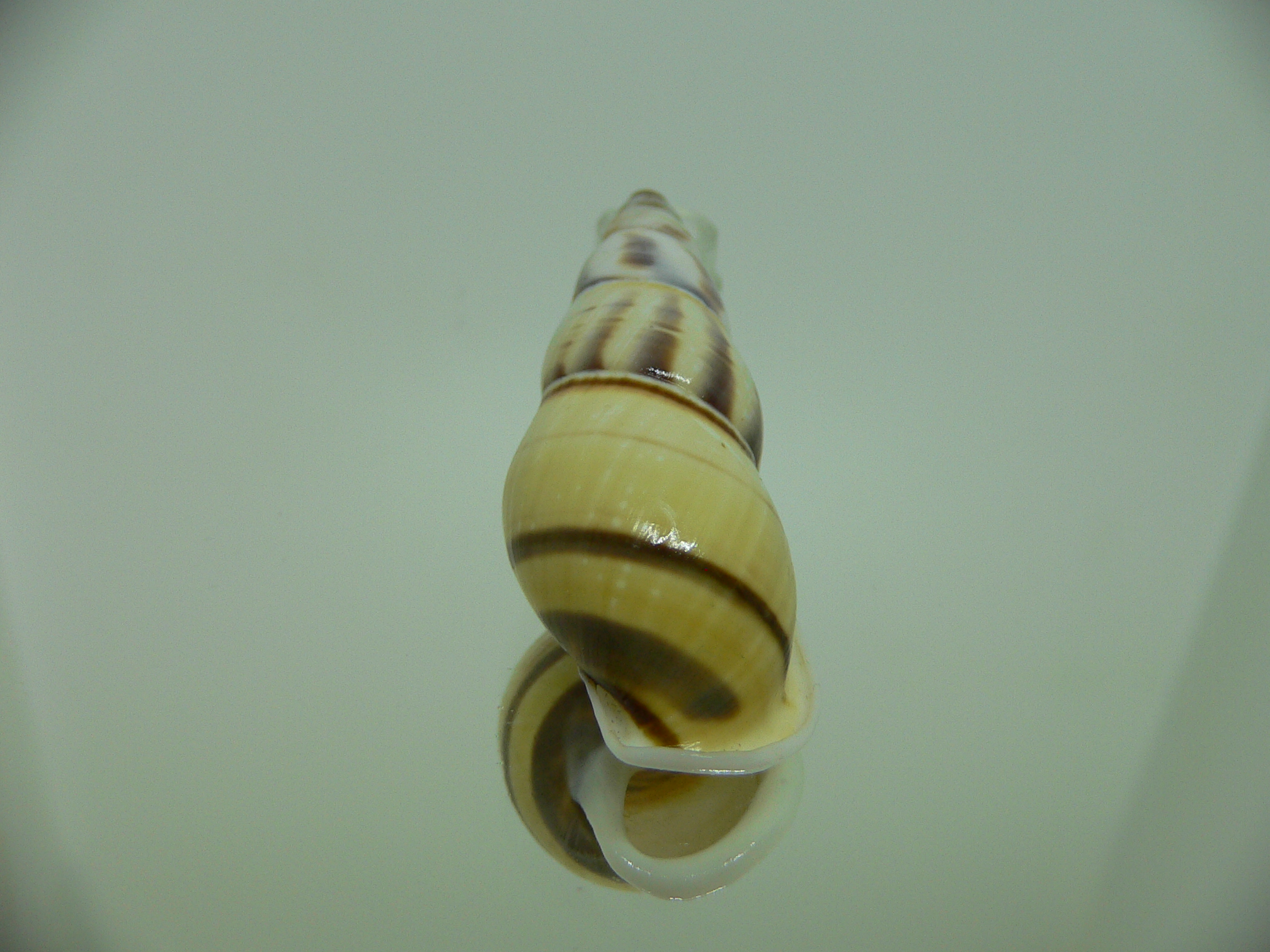 Amphidromus contrarius hanieli BIG