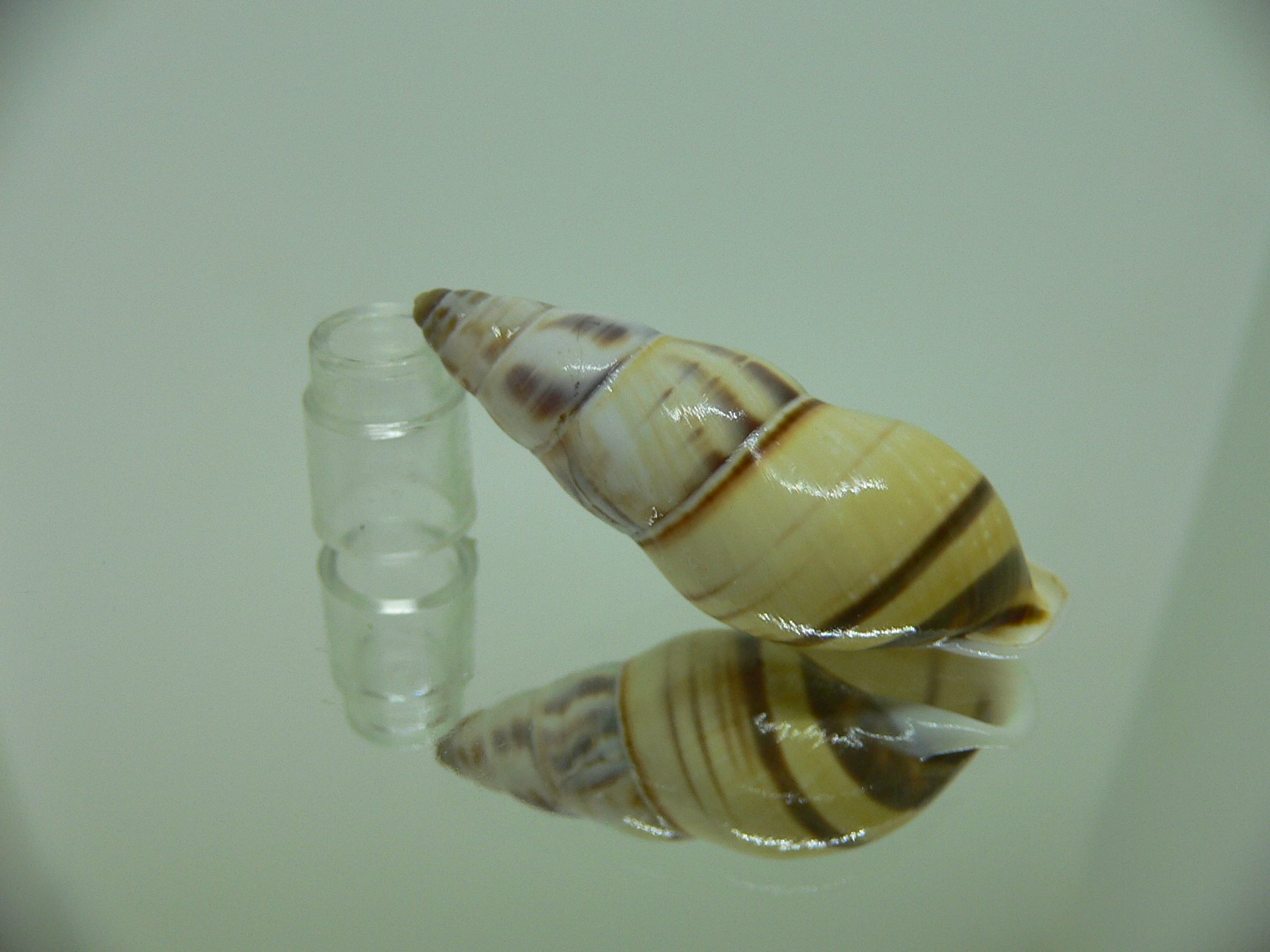 Amphidromus contrarius hanieli BIG