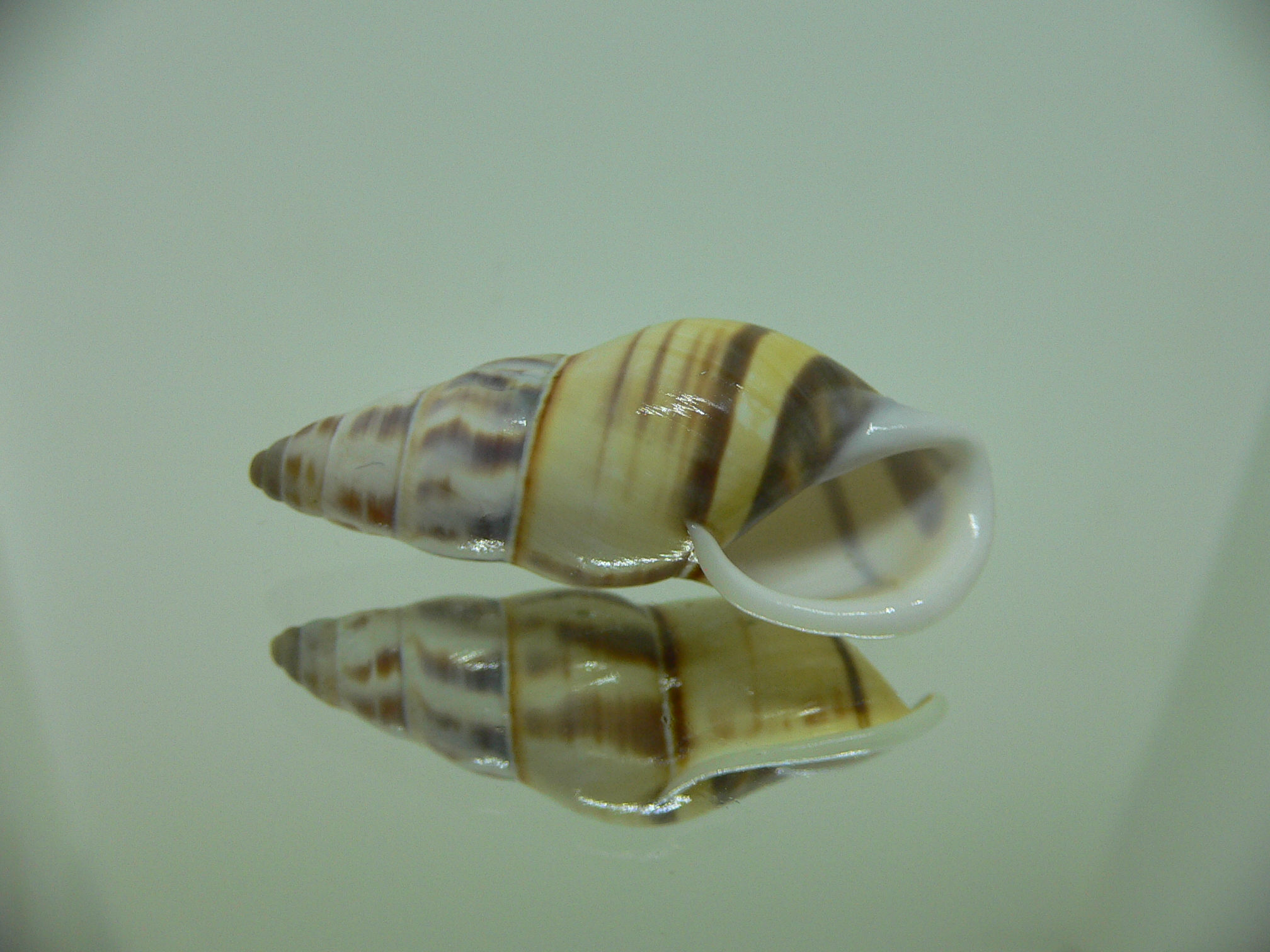 Amphidromus contrarius hanieli BIG