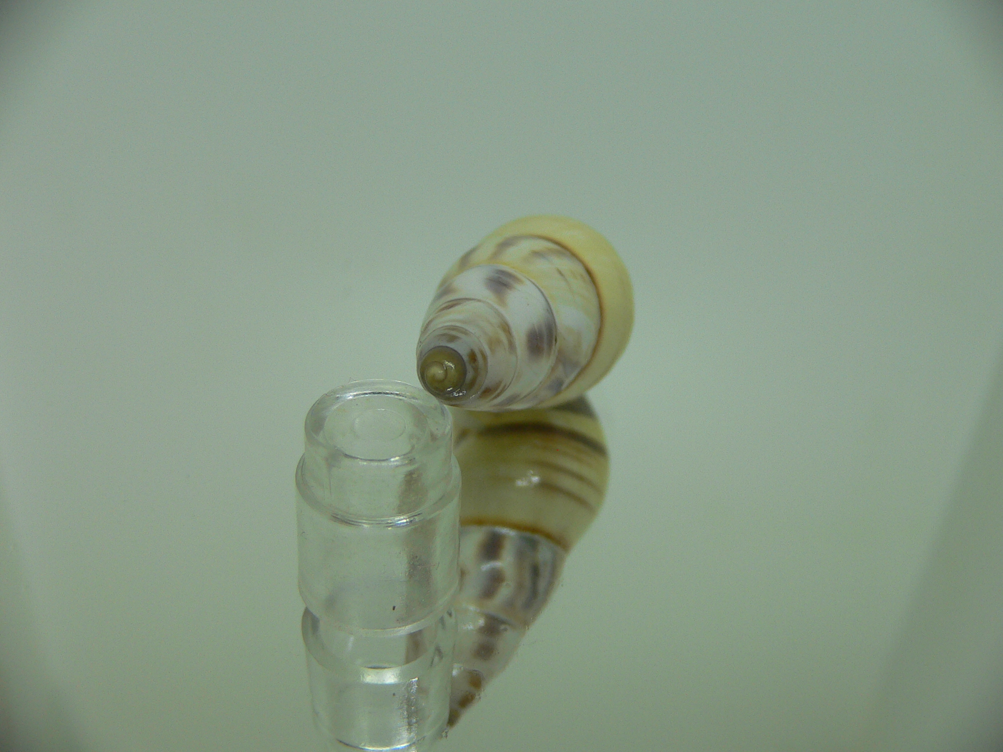 Amphidromus contrarius hanieli BIG