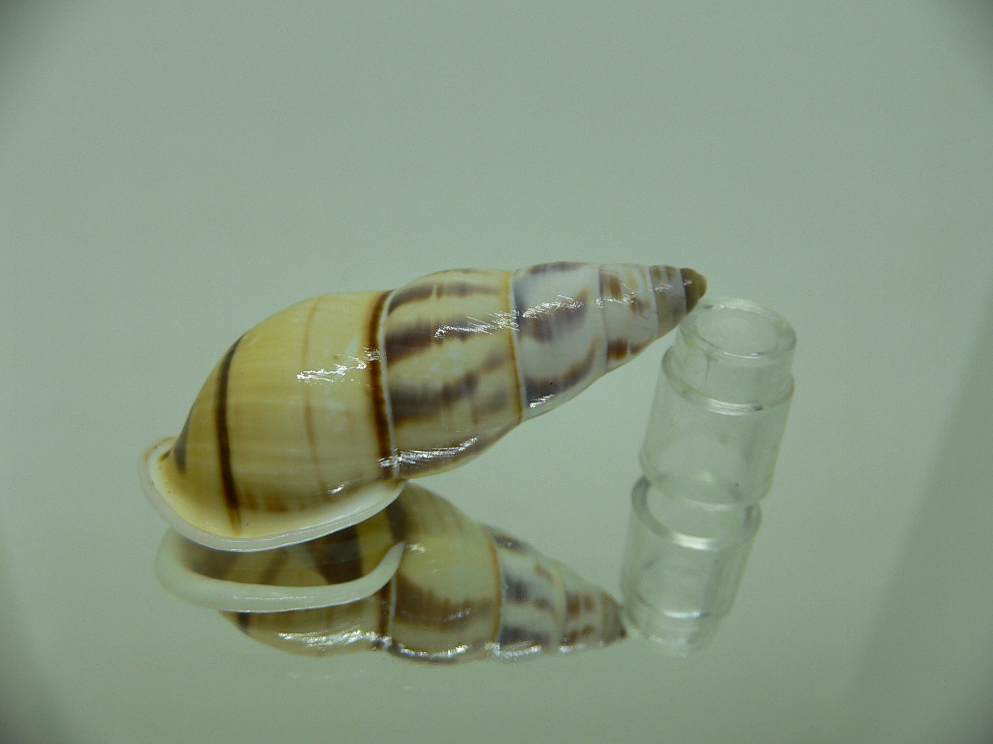 Amphidromus contrarius hanieli BIG
