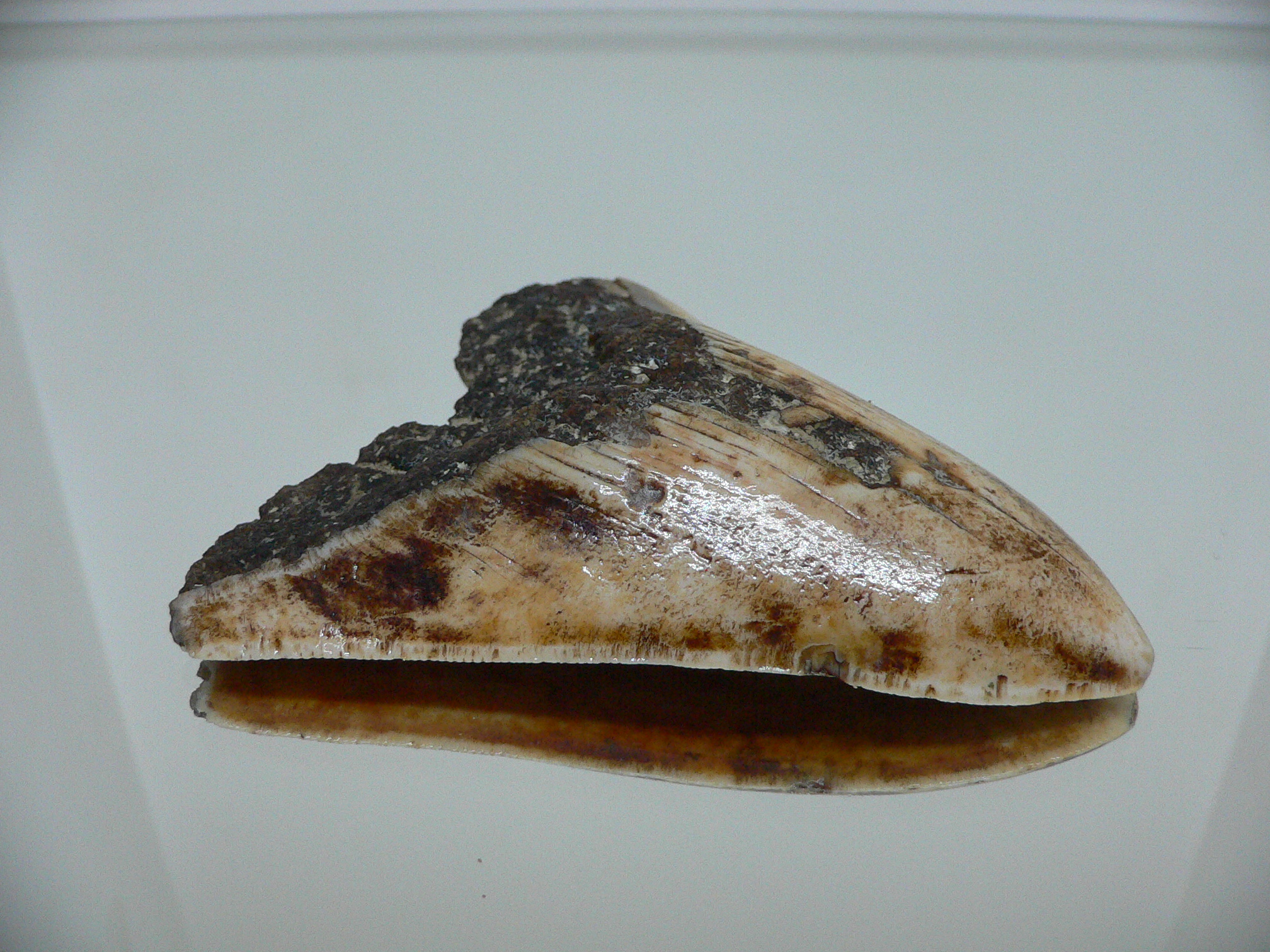 Otodus megalodon WHITE (Зуб Мегалодона)