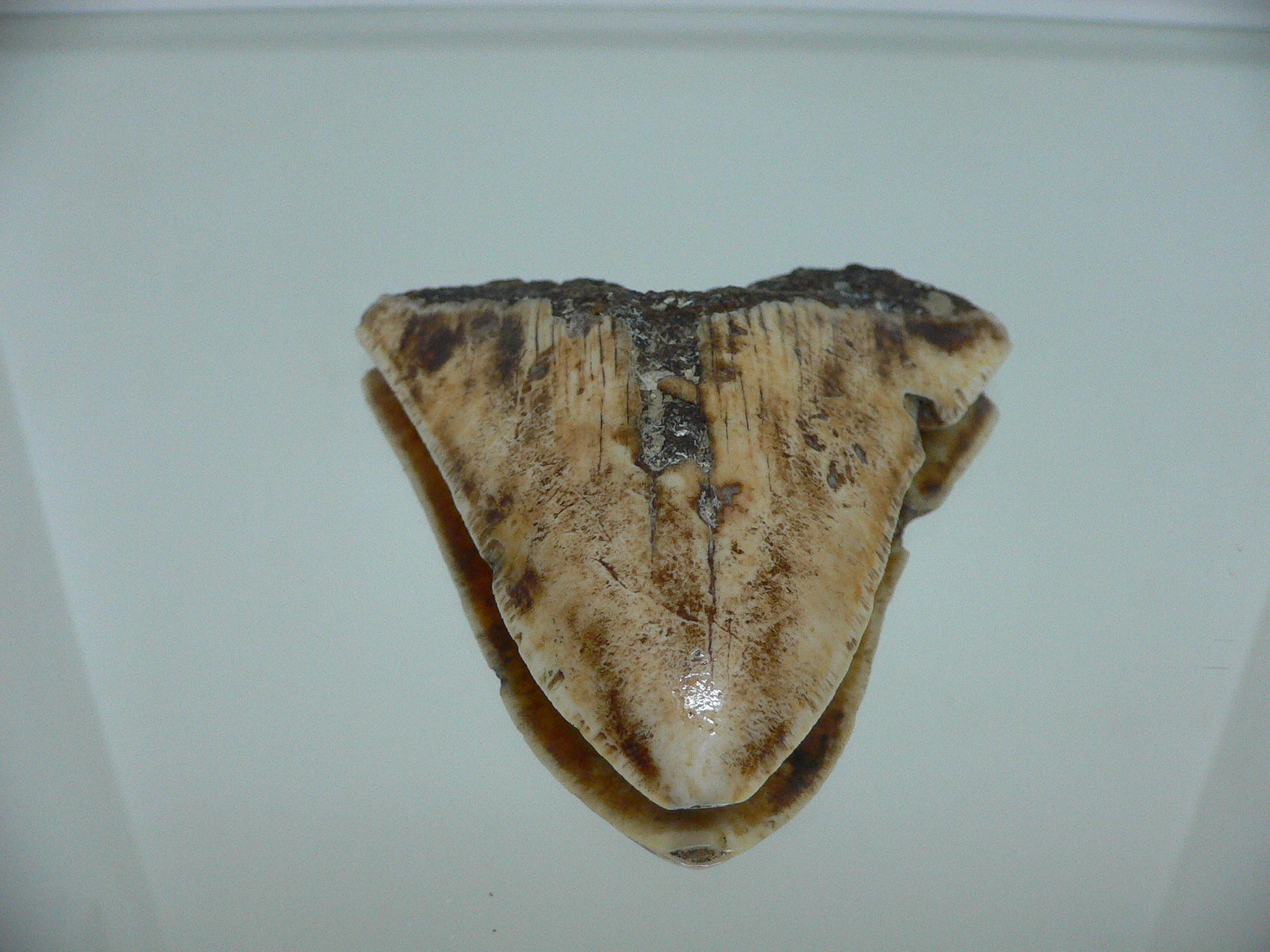 Otodus megalodon WHITE (Зуб Мегалодона)