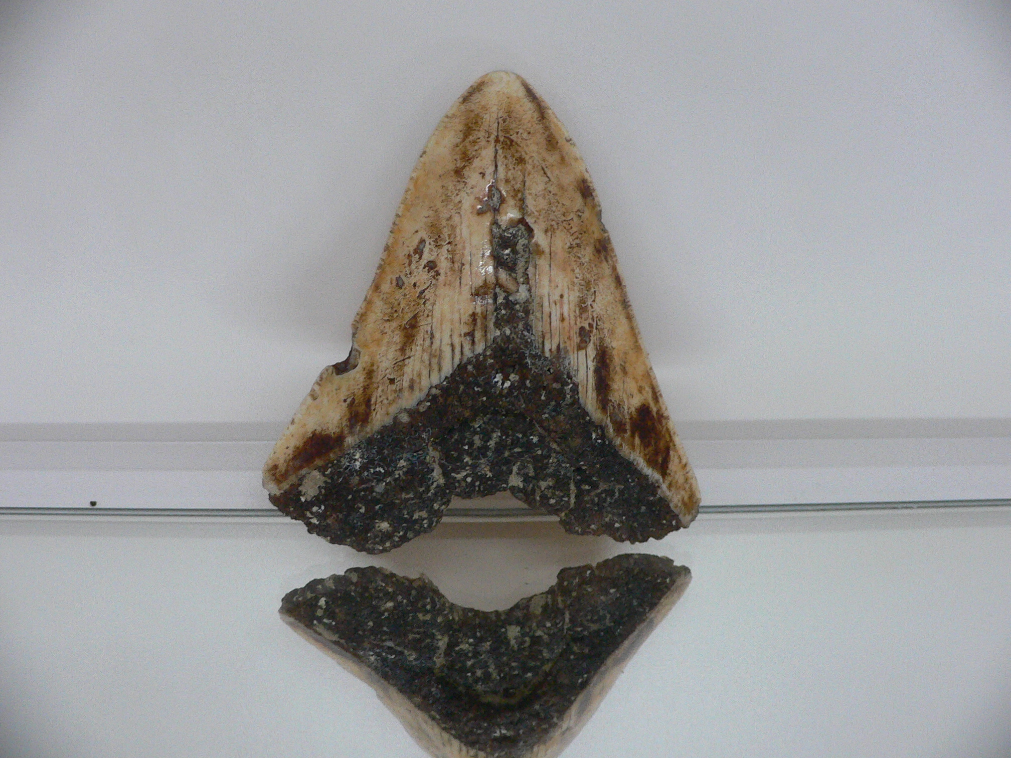 Otodus megalodon WHITE (Зуб Мегалодона)
